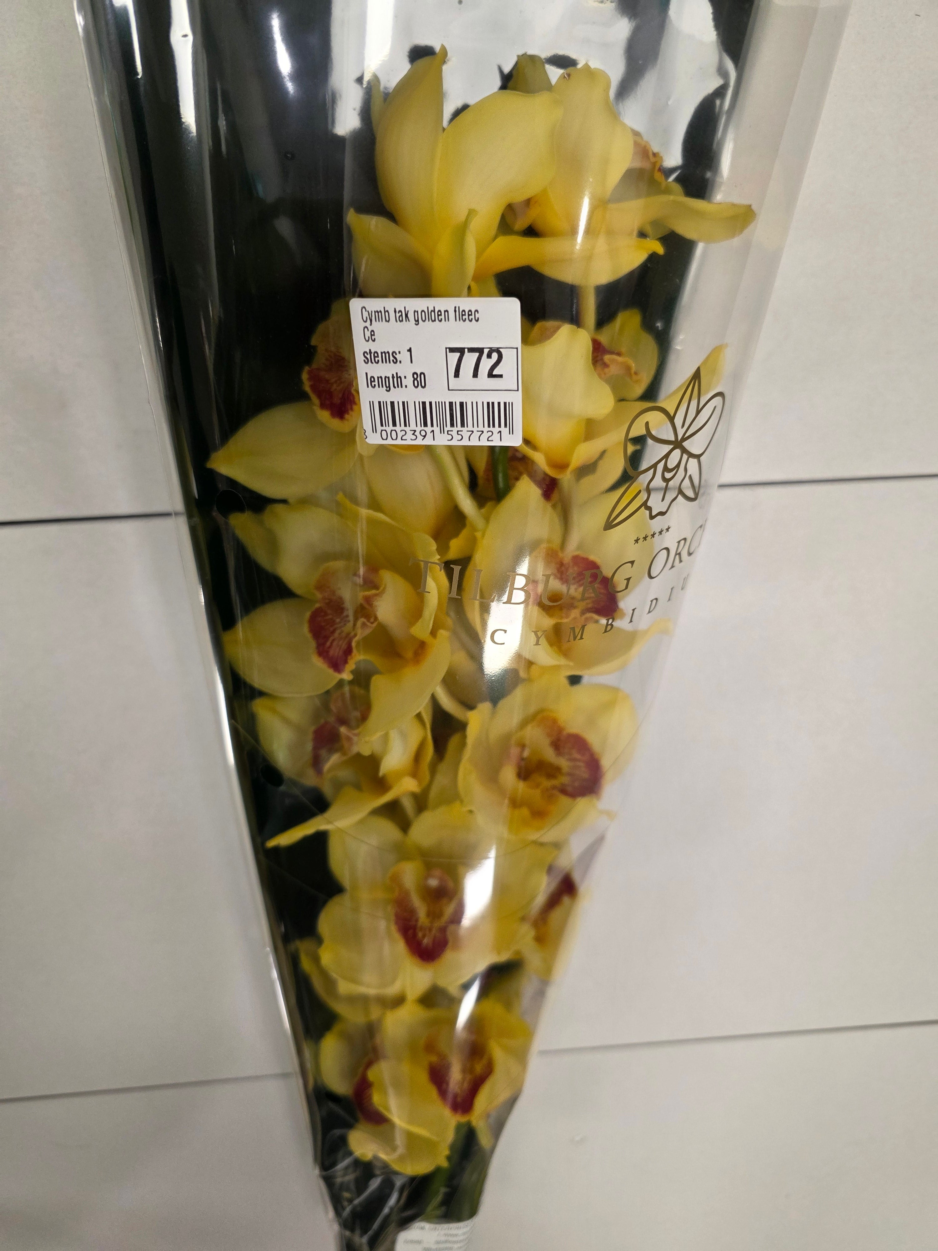 Farm Fresh Orchid/Cymbidium Tak Golden Fleece (Bunch of 1 stems, Length 80cm)