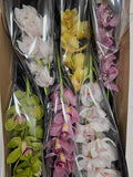 Farm Fresh Orchid/Cymbidium Tak Mix By Box (Box of 9 stems, Length 60cm)