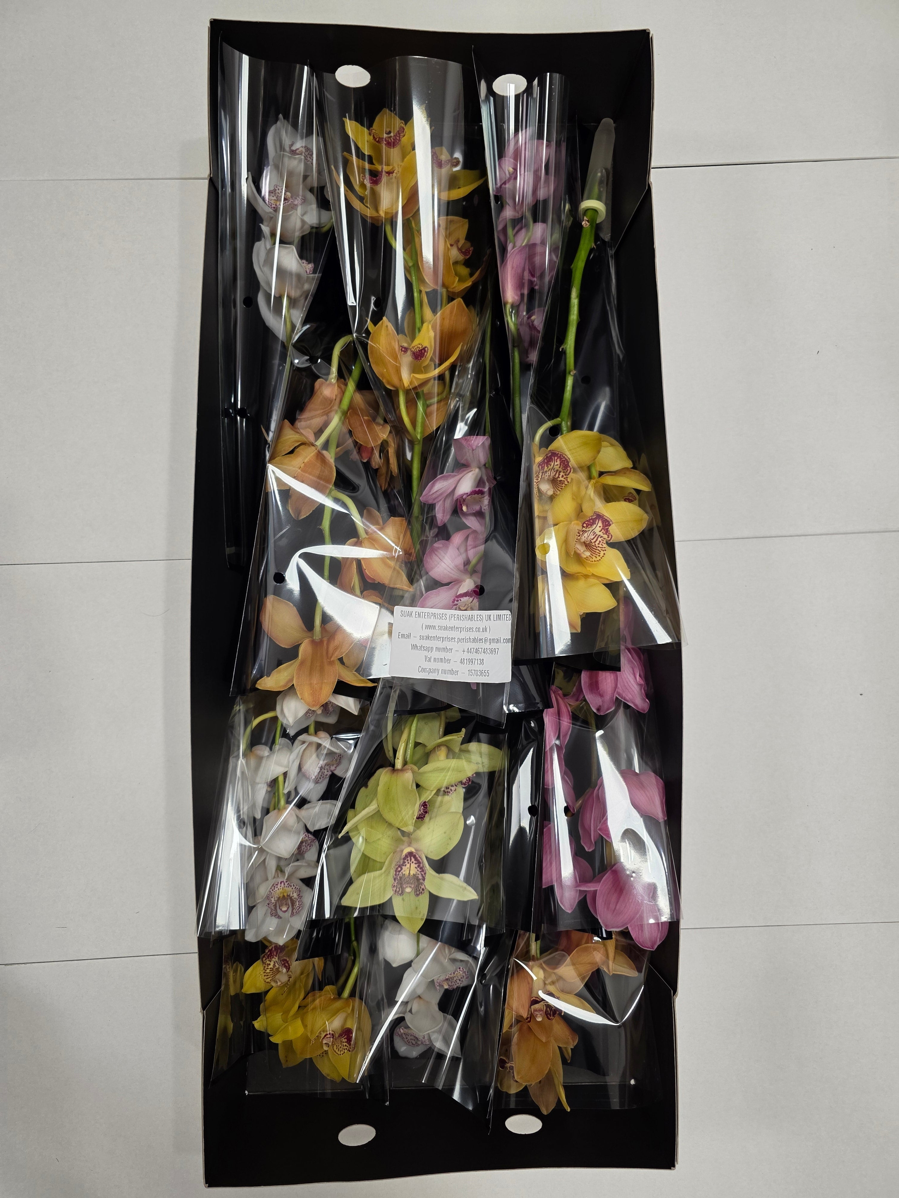 Farm Fresh Orchid/Cymbidium Tak Mix By Box (Box of 12 stems, Length 50cm)