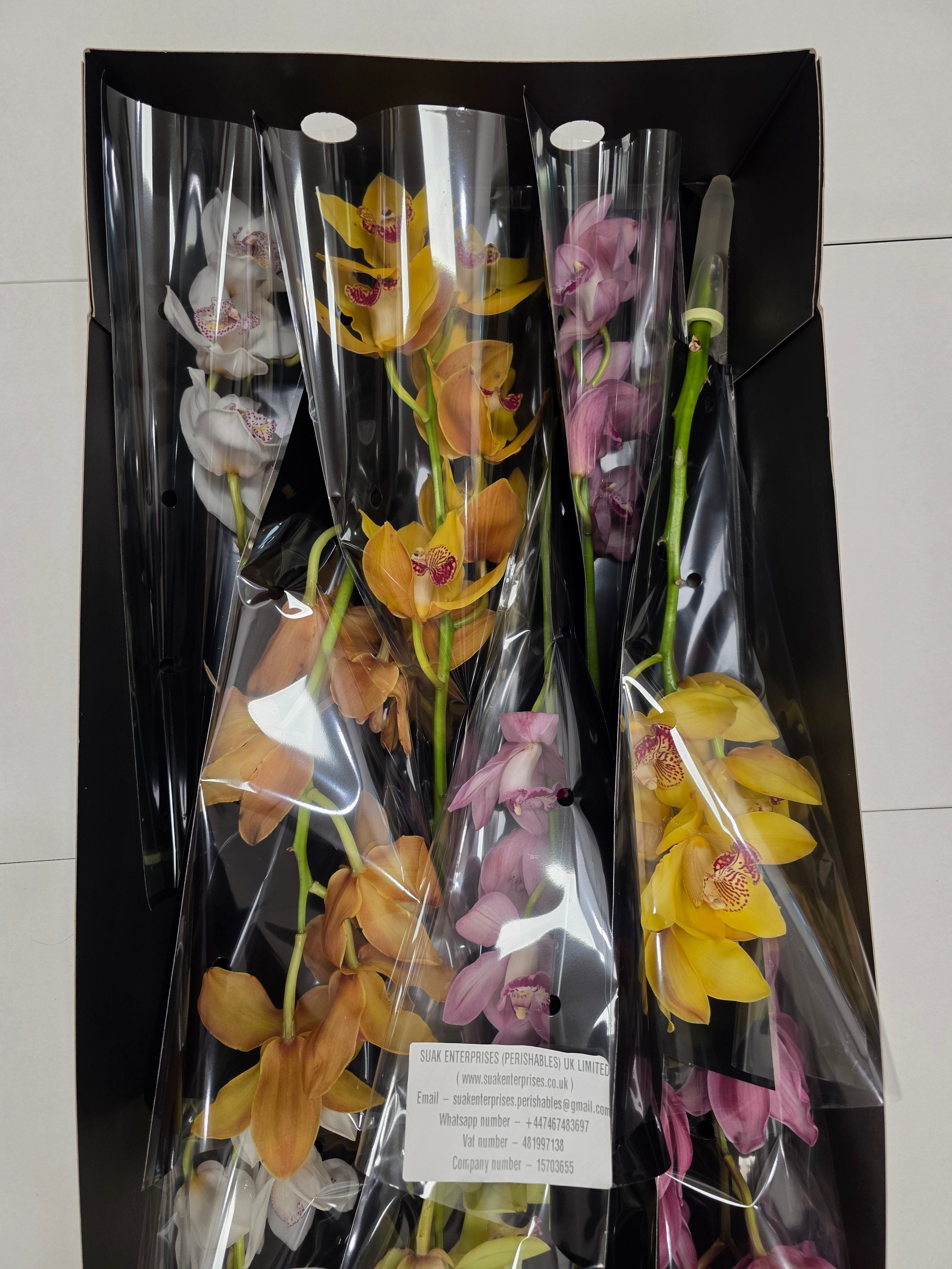 Farm Fresh Orchid/Cymbidium Tak Mix By Box (Box of 12 stems, Length 50cm)