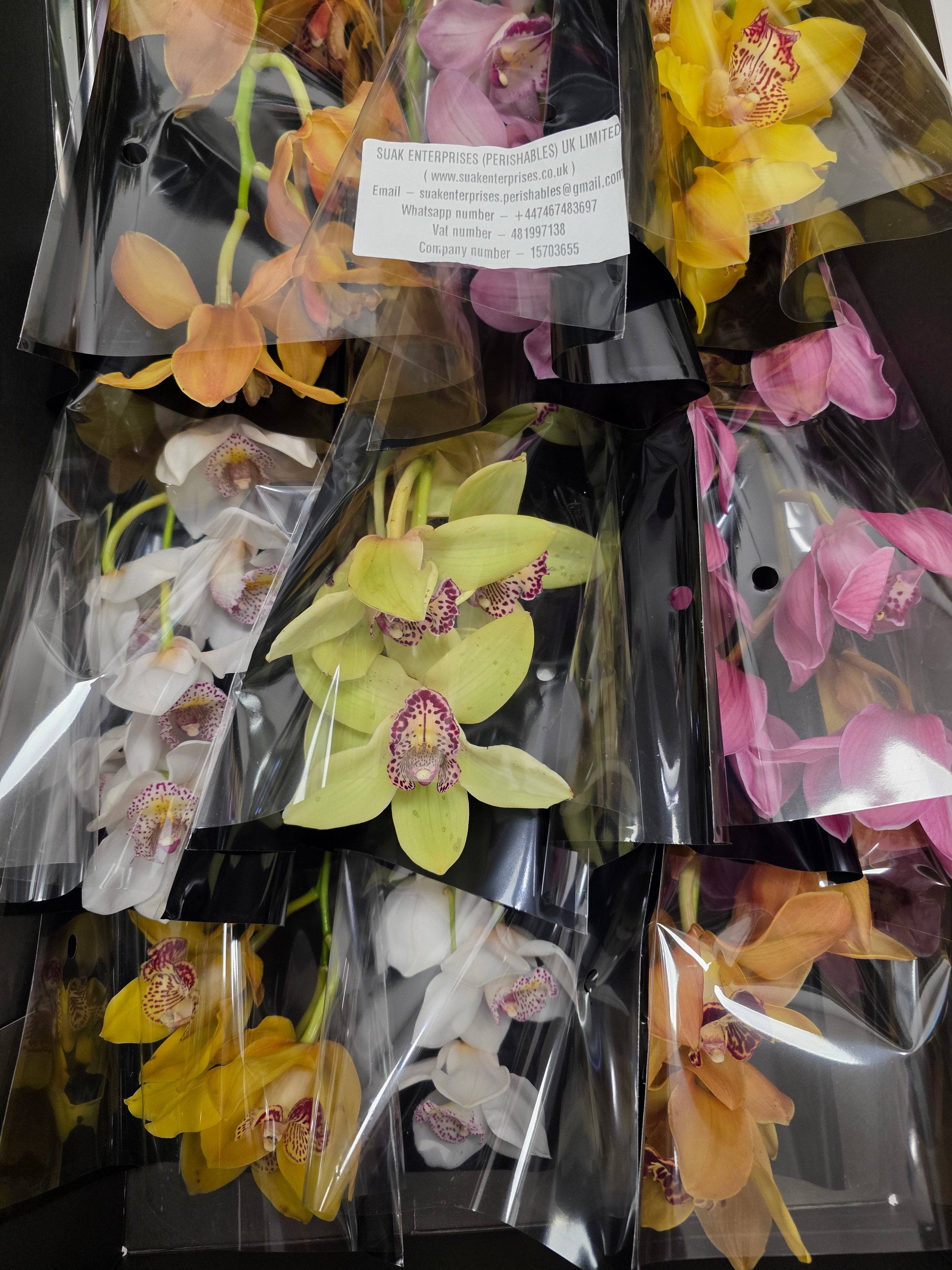 Farm Fresh Orchid/Cymbidium Tak Mix By Box (Box of 12 stems, Length 50cm)
