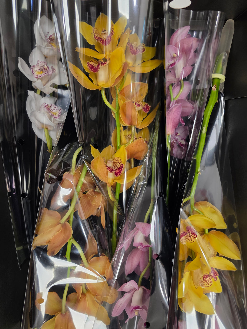 Farm Fresh Orchid/Cymbidium Tak Mix By Box (Box of 12 stems, Length 50cm)