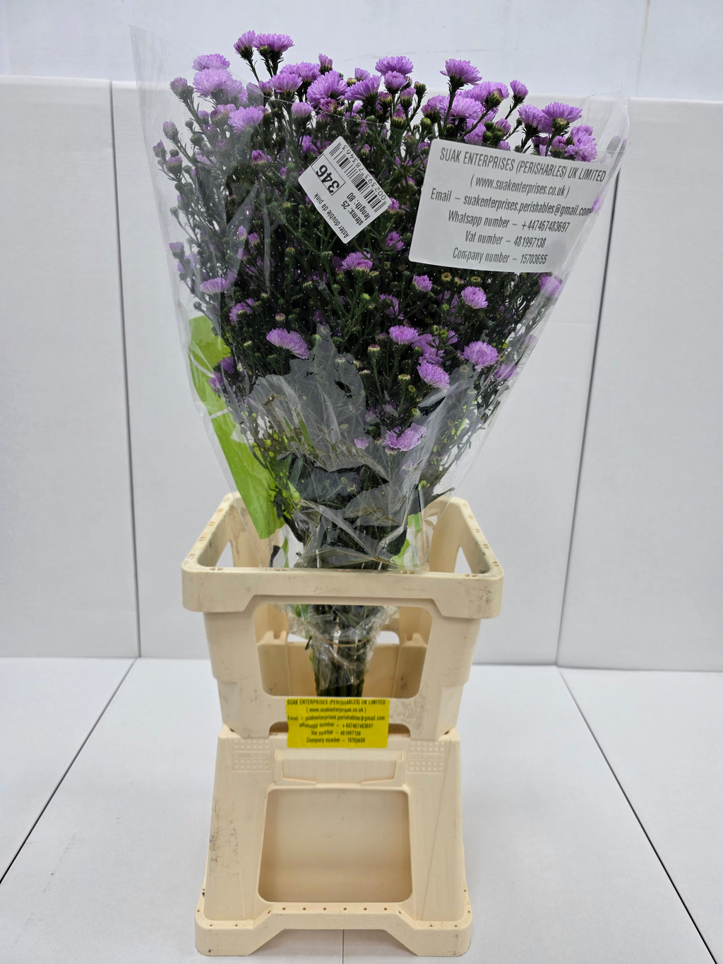 Farm Fresh Aster Double Da Pink (Bunch of 25 stems , length 70cm)