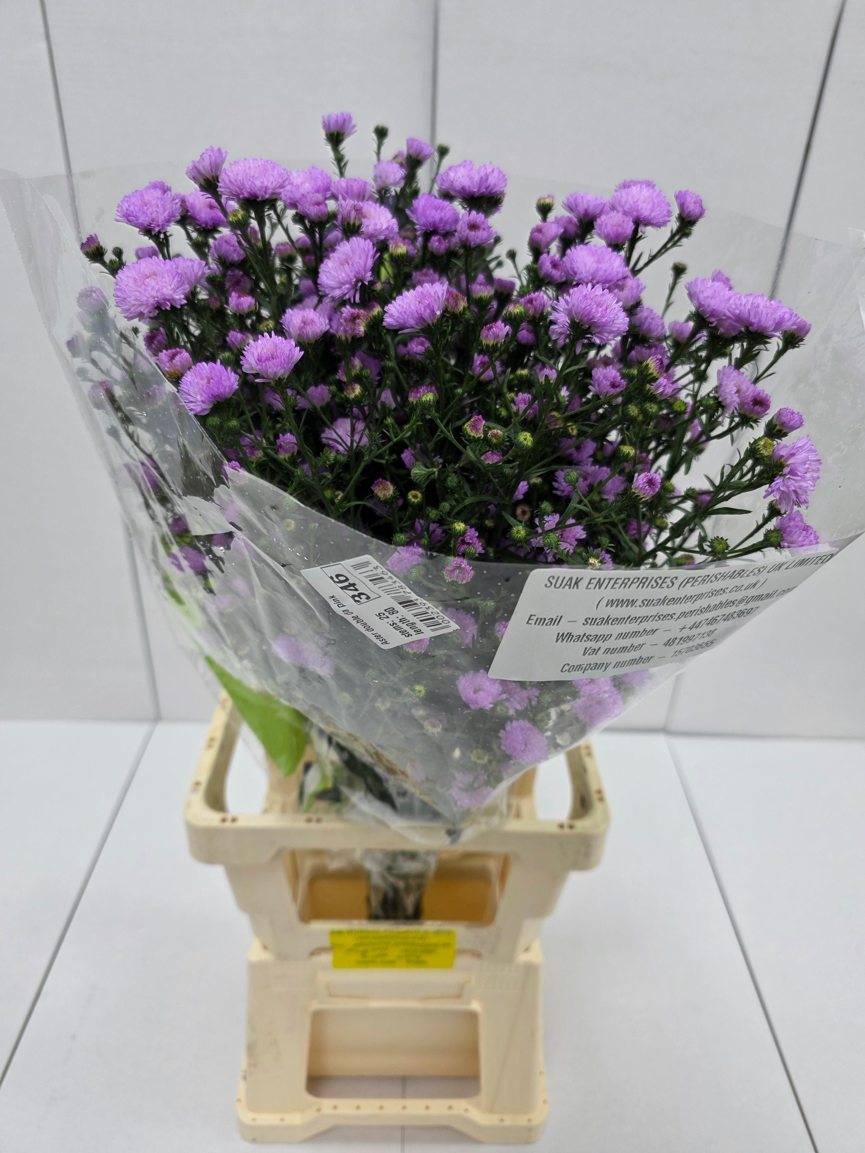 Farm Fresh Aster Double Da Pink (Bunch of 25 stems , length 70cm)