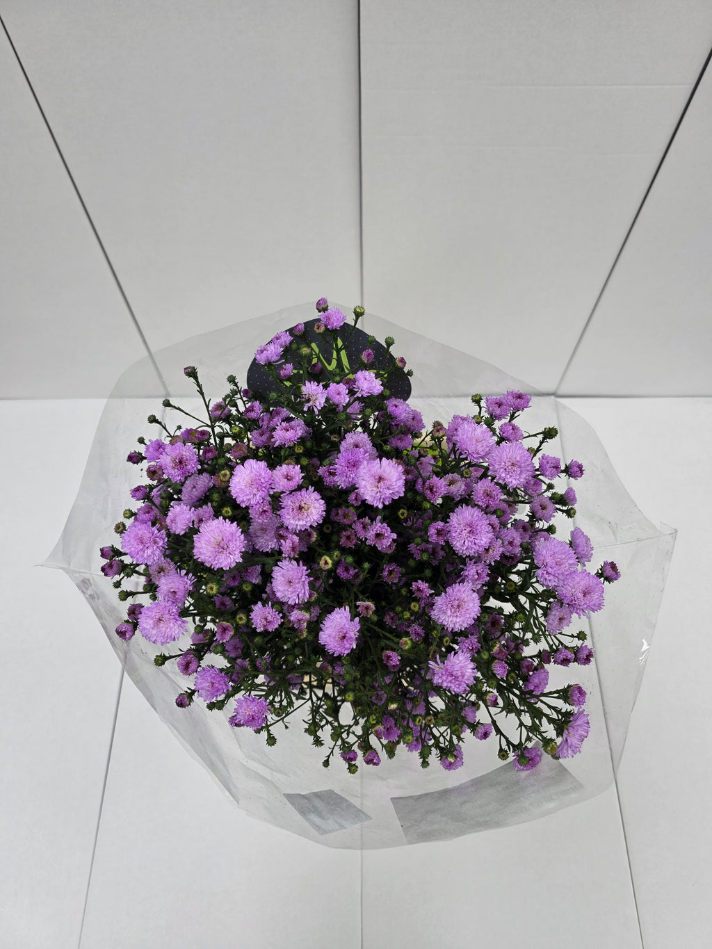 Farm Fresh Aster Double Da Pink (Bunch of 25 stems , length 70cm)