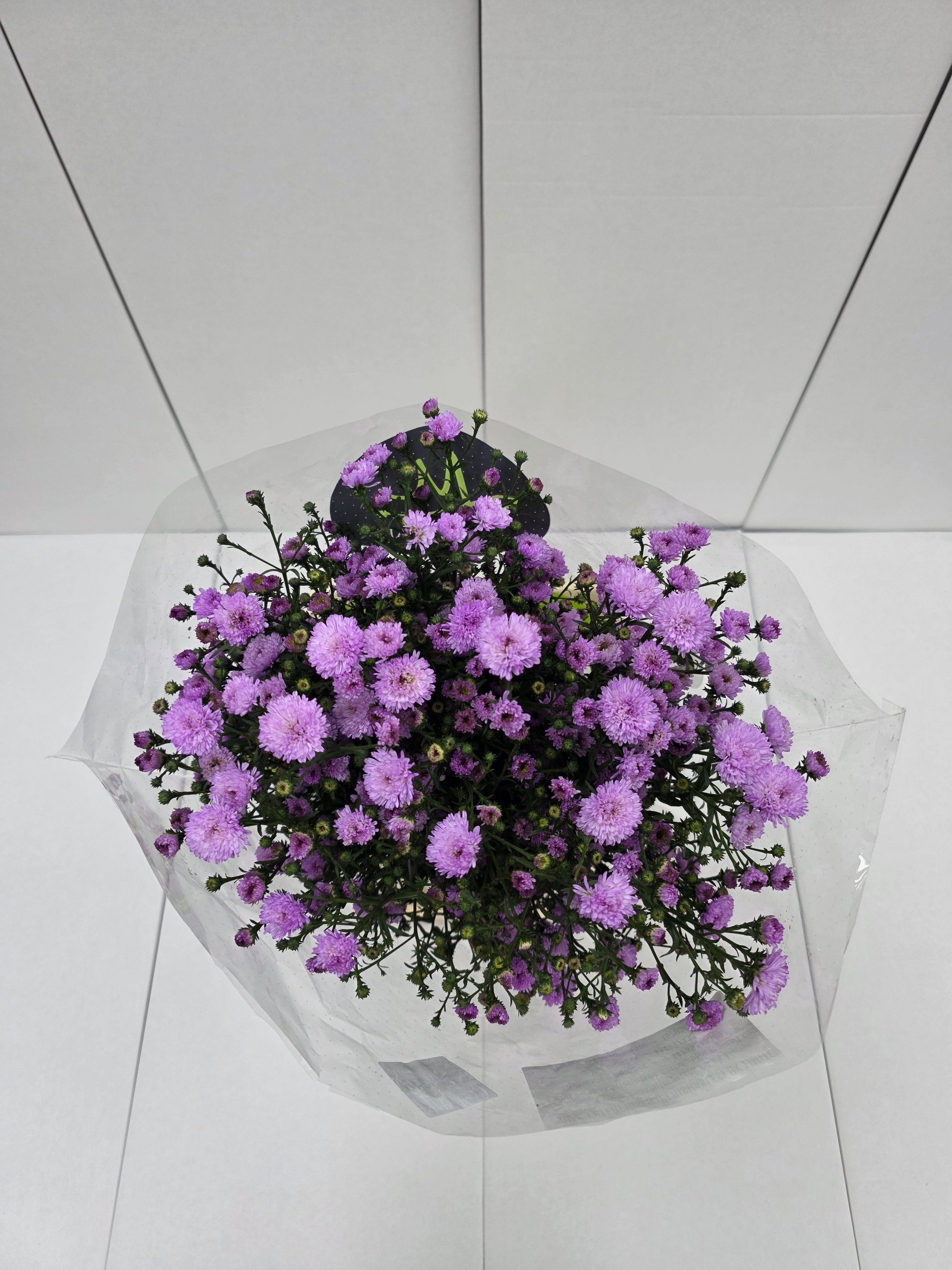 Farm Fresh Aster Double Da Pink (Bunch of 25 stems , length 70cm)