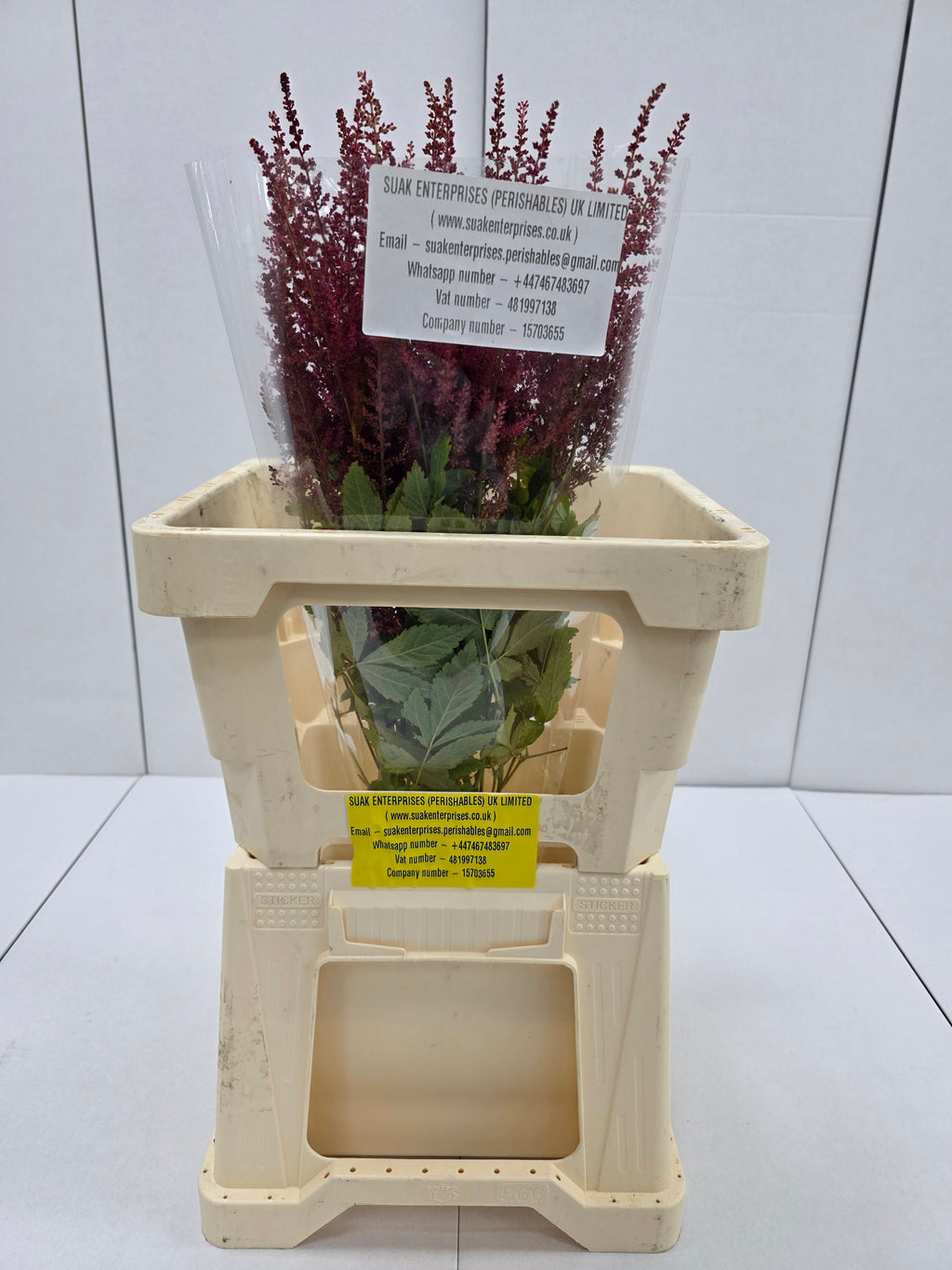 Farm Fresh Astilbe Else Schluck (Bunch of 20 stems, Length 60cm)