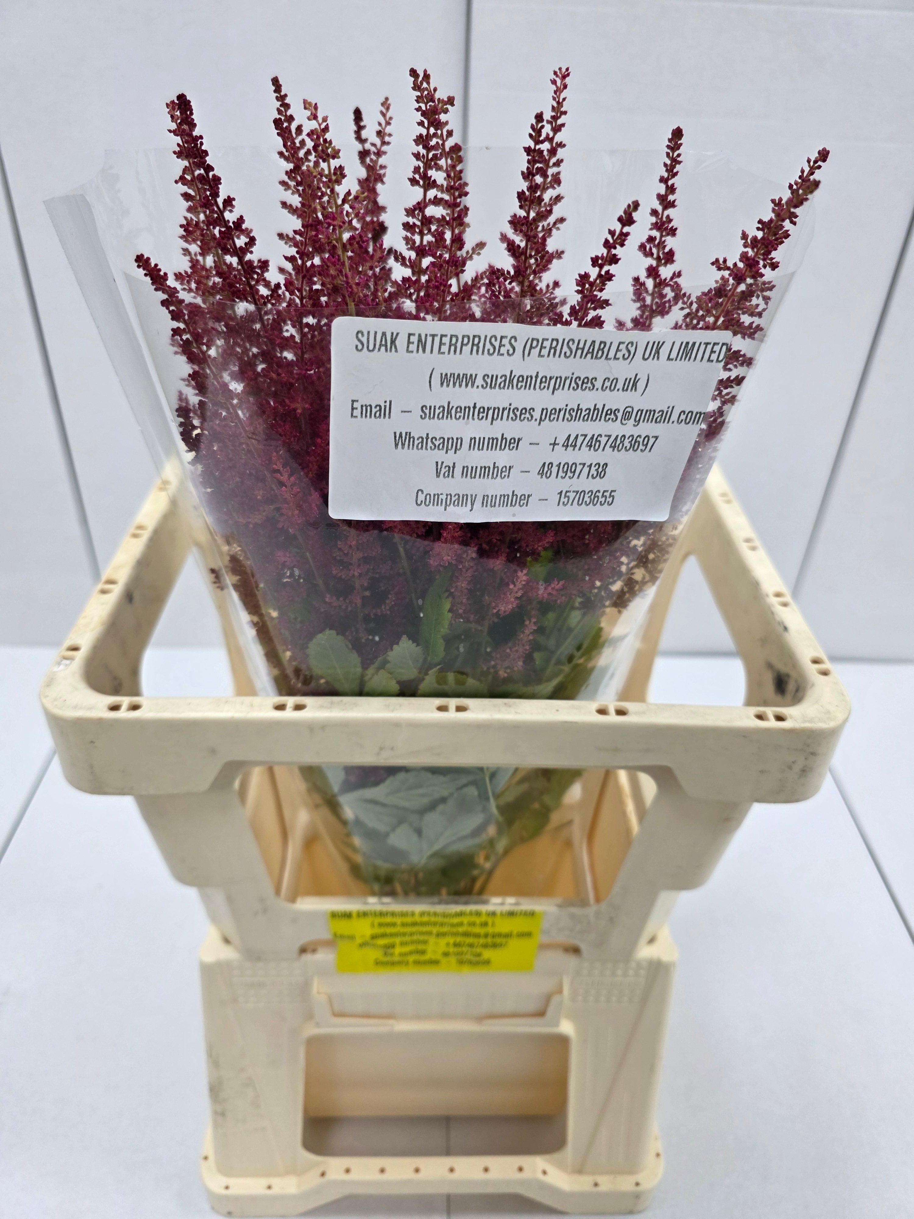 Farm Fresh Astilbe Else Schluck (Bunch of 20 stems, Length 70cm)