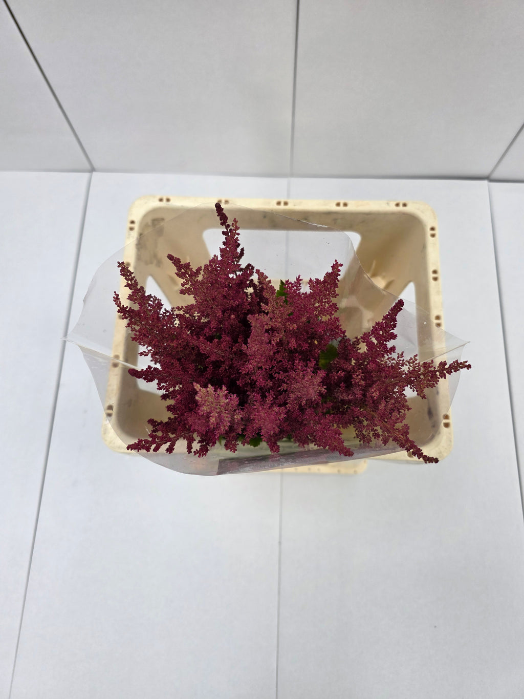 Farm Fresh Astilbe Else Schluck (Bunch of 20 stems, Length 60cm)