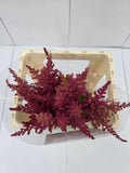 Farm Fresh Astilbe Else Schluck (Bunch of 20 stems, Length 60cm)