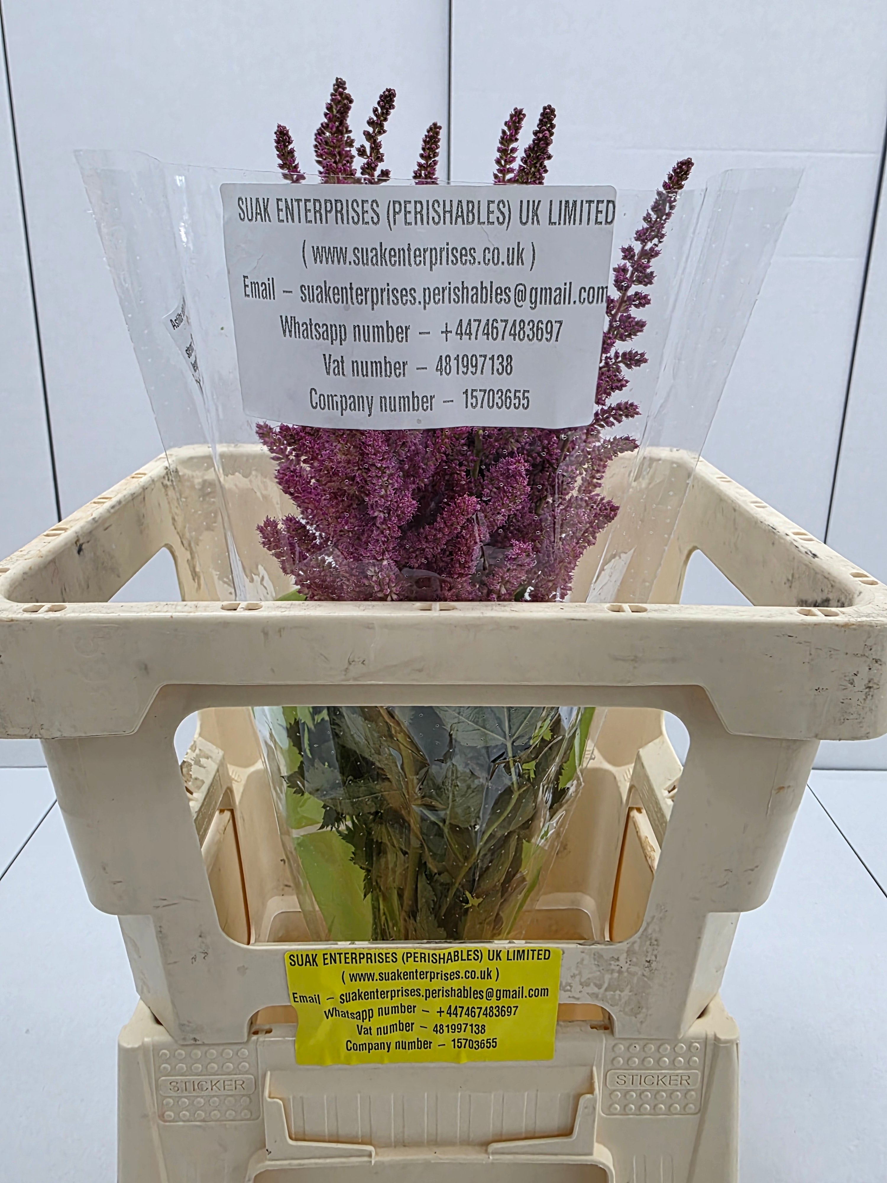 Farm Fresh Astilbe Vision Pink (Bunch of 20 stems, Length 55cm)