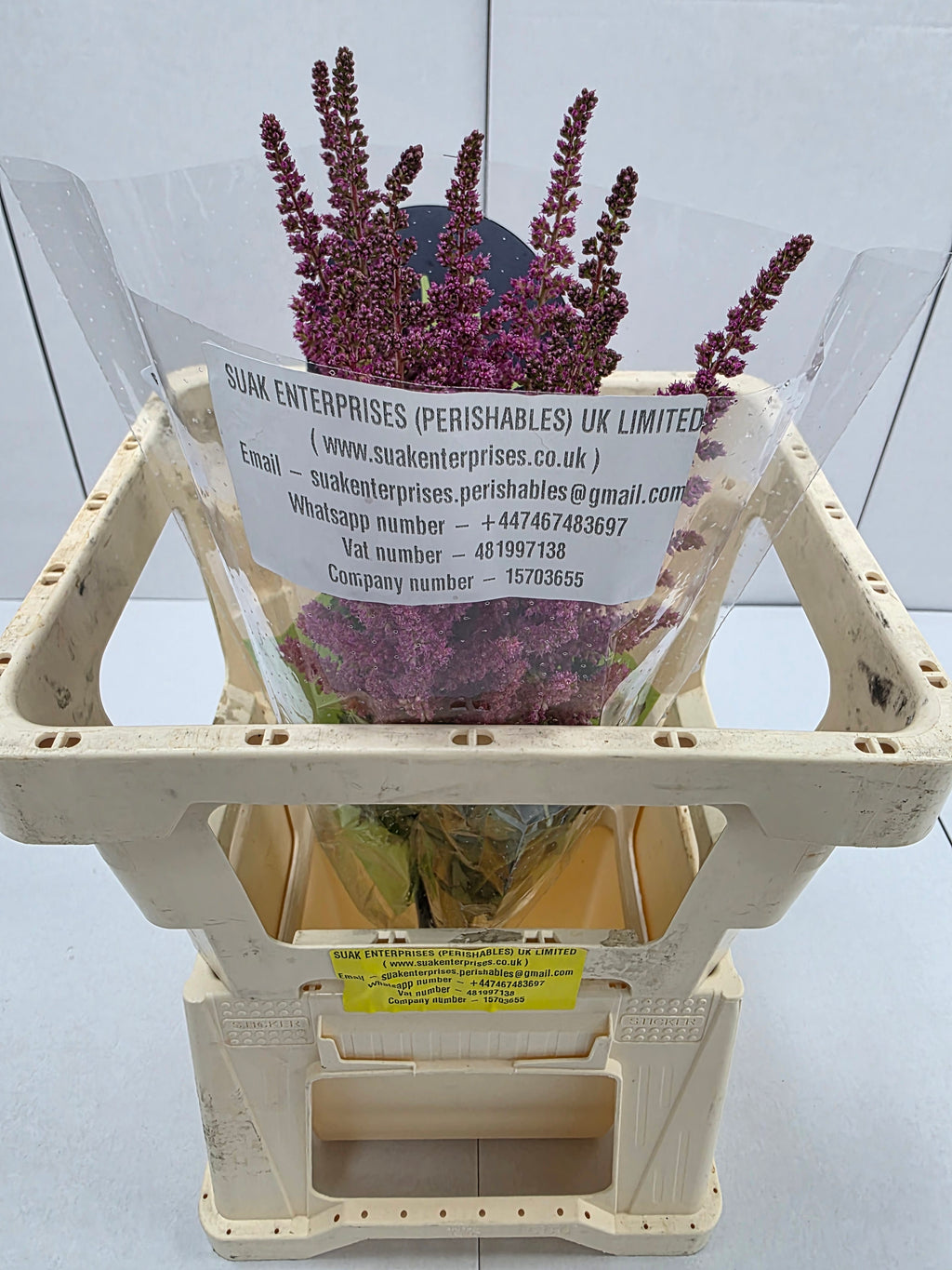 Farm Fresh Astilbe Vision Pink (Bunch of 20 stems, Length 55cm)