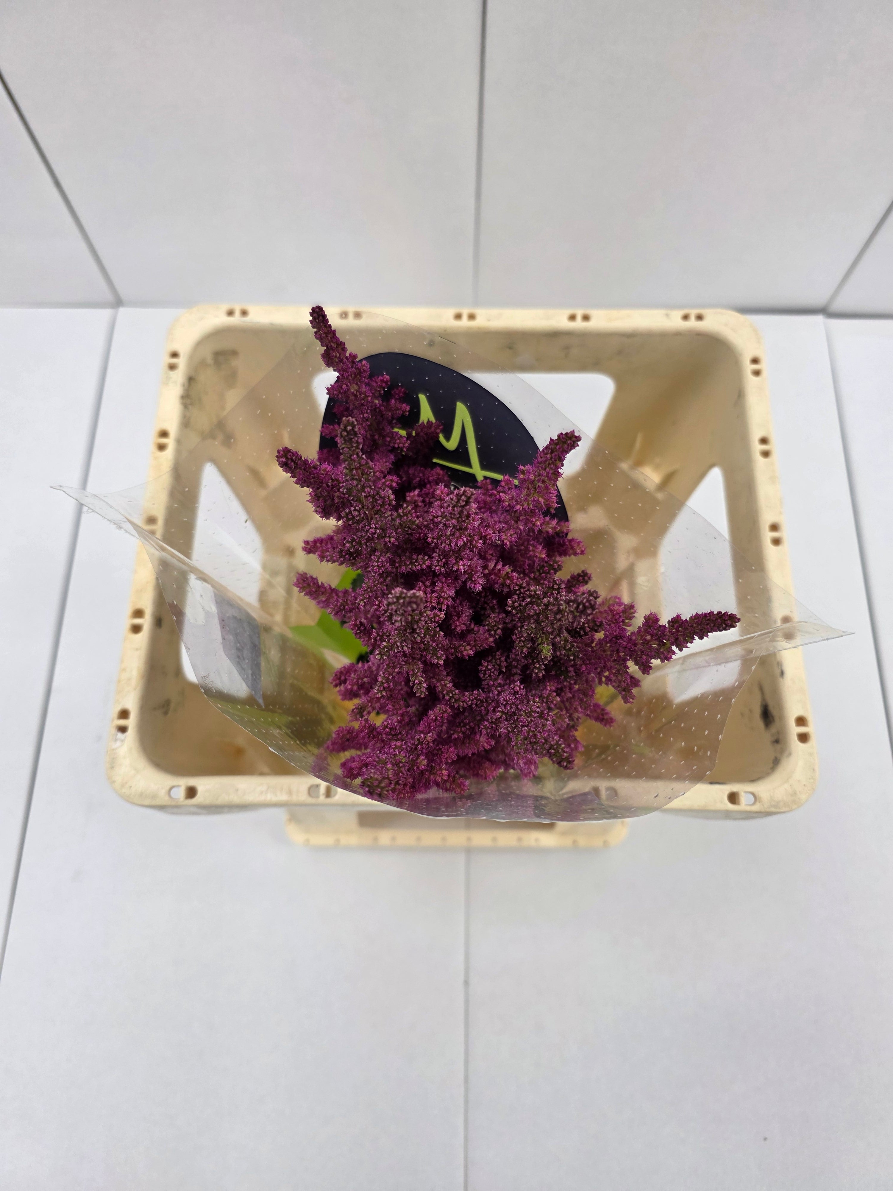 Farm Fresh Astilbe Vision Pink (Bunch of 20 stems, Length 55cm)
