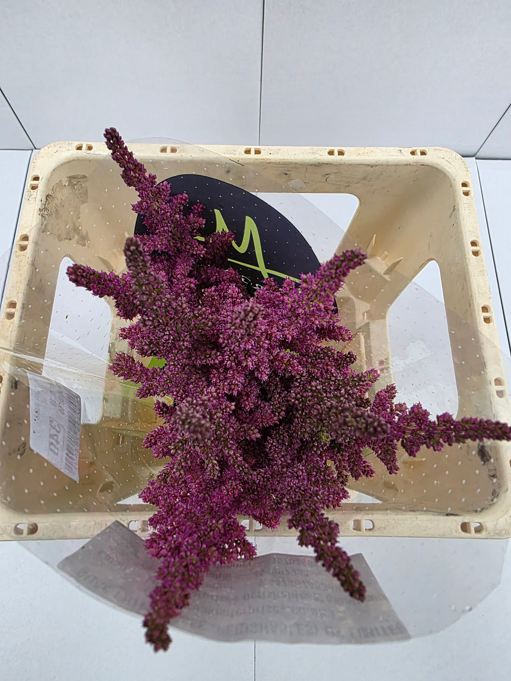 Farm Fresh Astilbe Vision Pink (Bunch of 20 stems, Length 55cm)