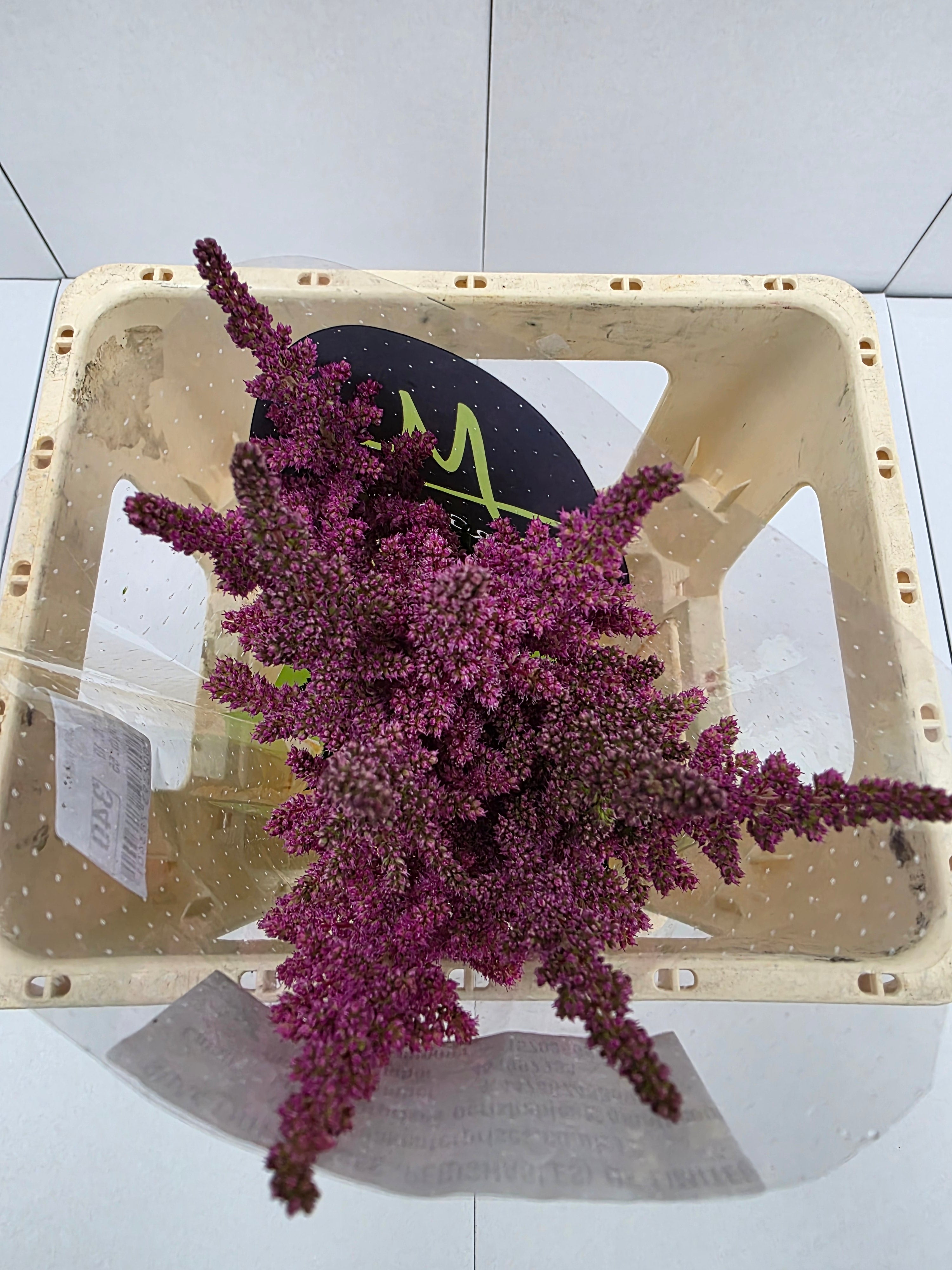 Farm Fresh Astilbe Vision Pink (Bunch of 20 stems, Length 55cm)