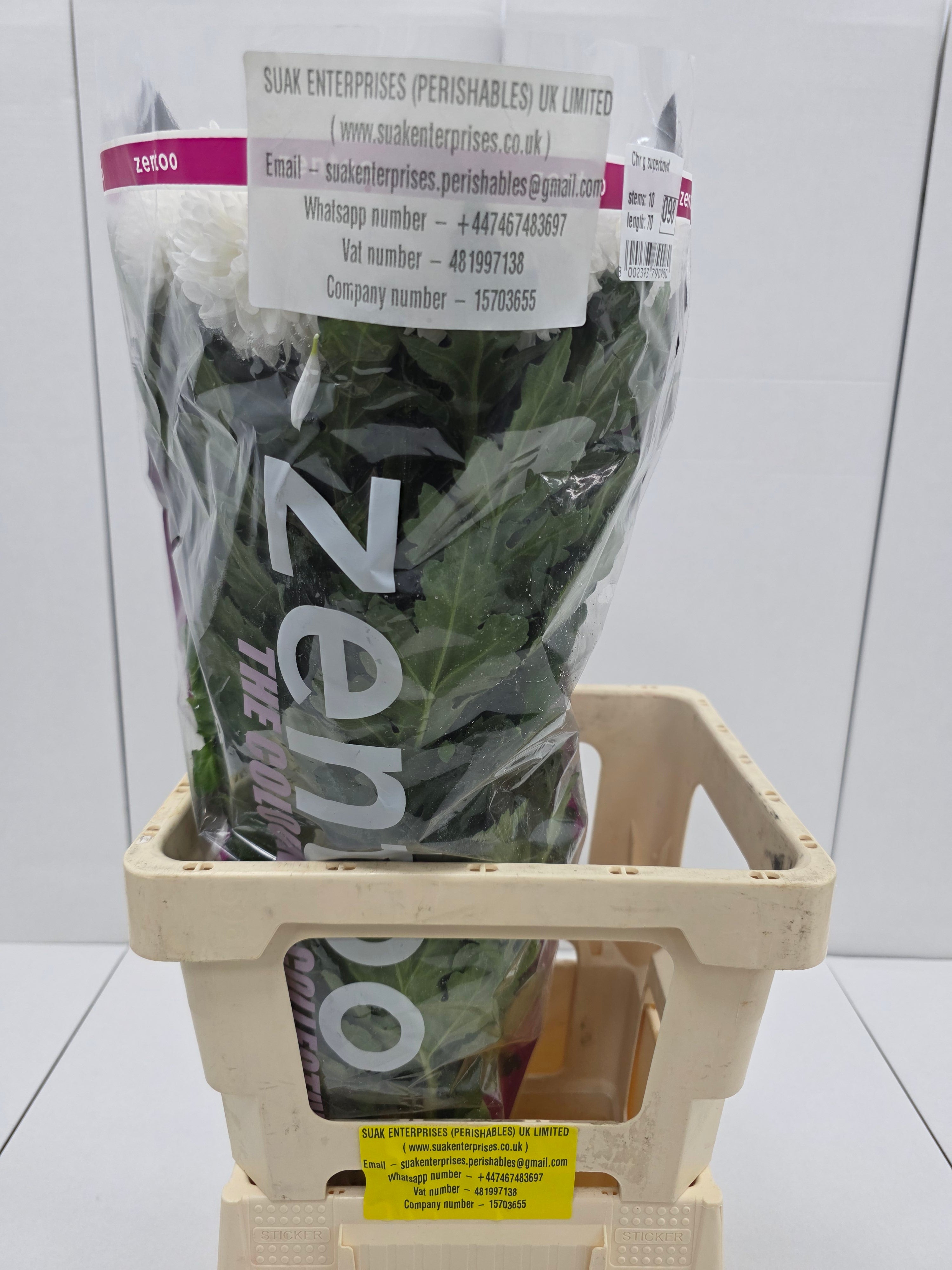 Farm Fresh Chrysanthemum G Superbowl(Bunch of 10 stems, Length 70cm)