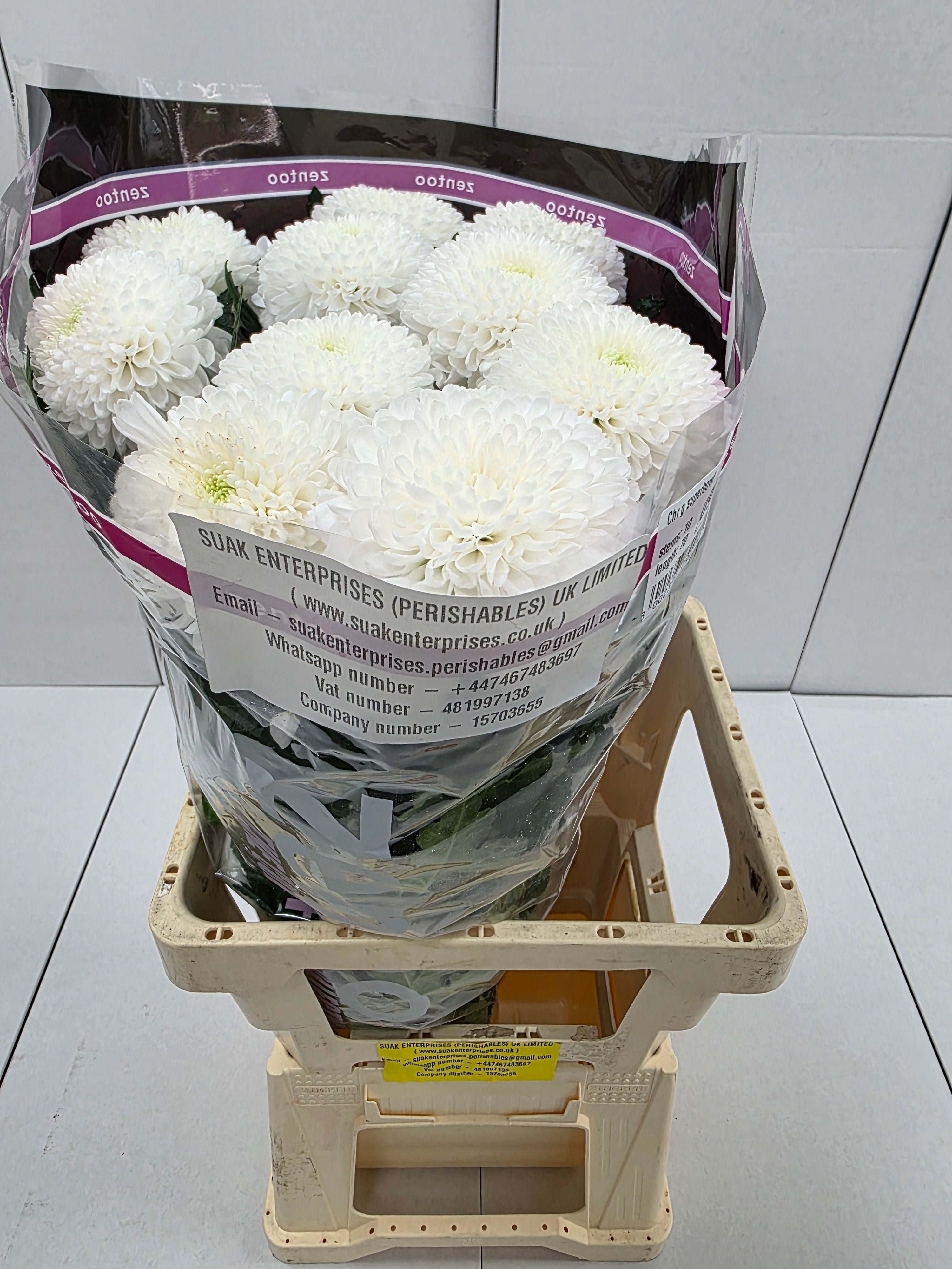 Farm Fresh Chrysanthemum G Superbowl(Bunch of 10 stems, Length 70cm)