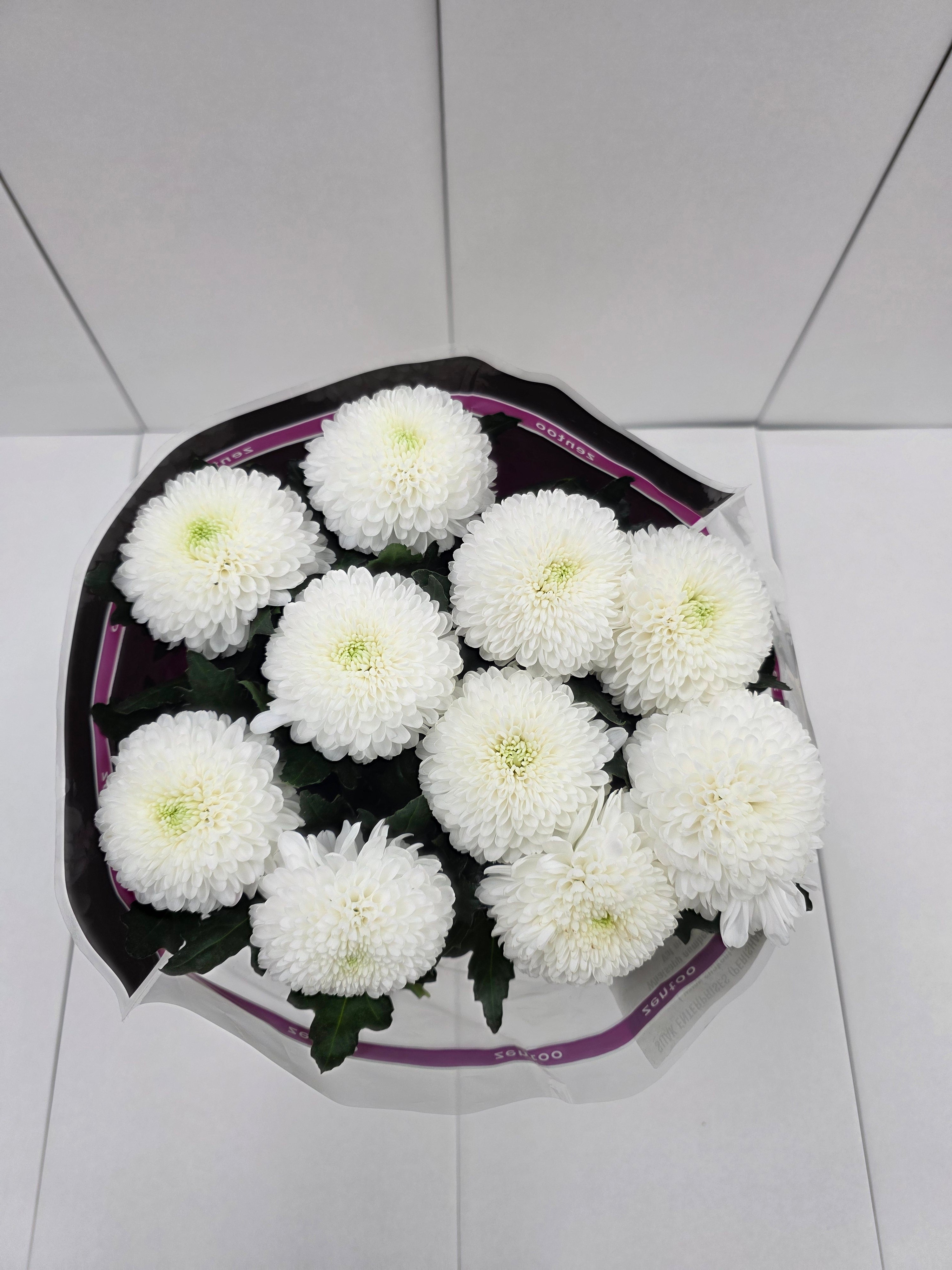 Farm Fresh Chrysanthemum G Superbowl(Bunch of 10 stems, Length 70cm)