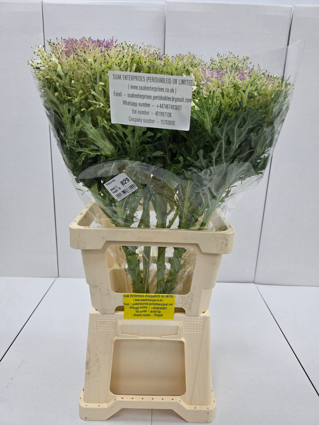 Farm Fresh Brassica King (Bunch of 10 stems, Length 70cm)