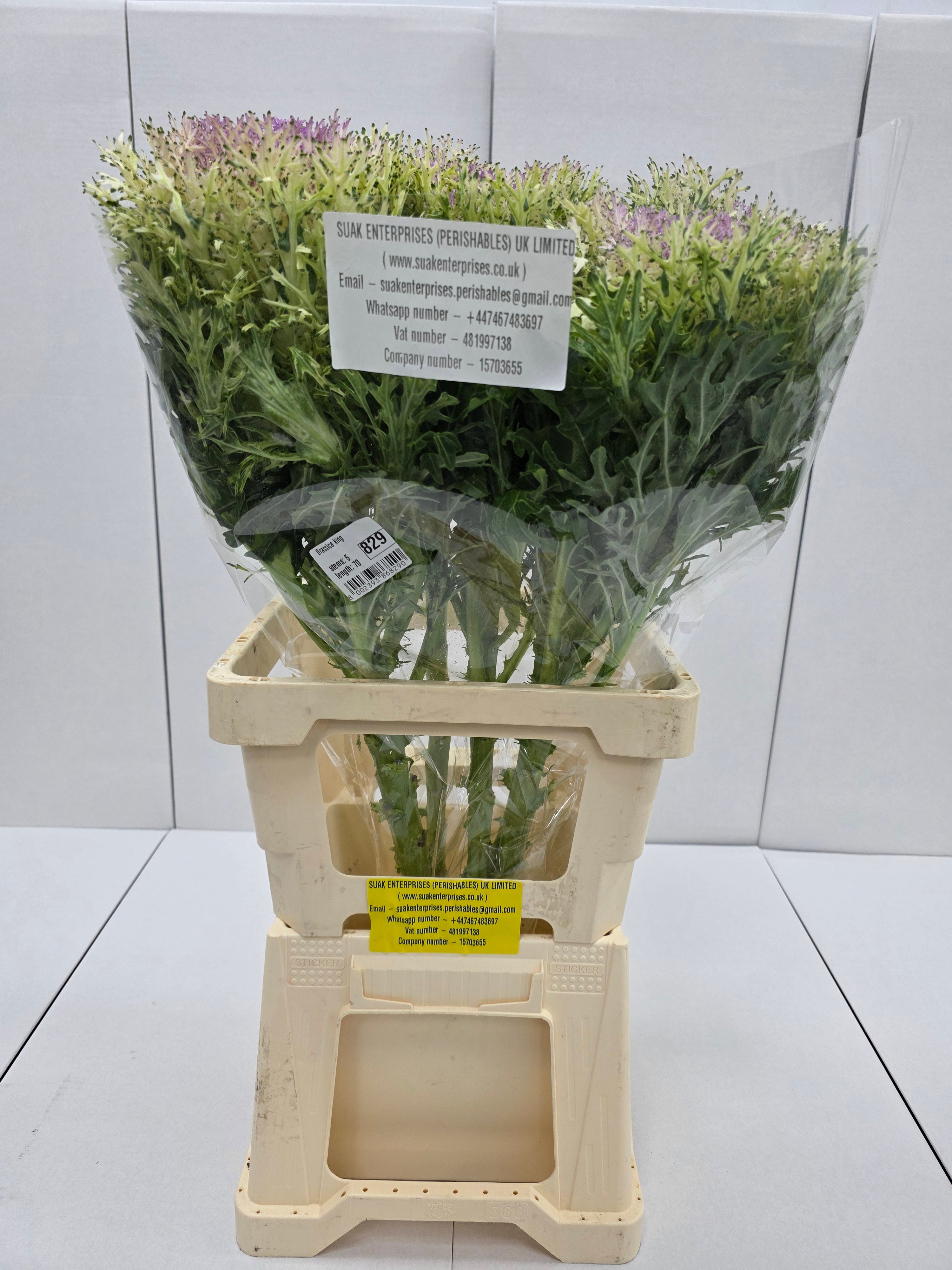 Farm Fresh Brassica King (Bunch of 10 stems, Length 70cm)