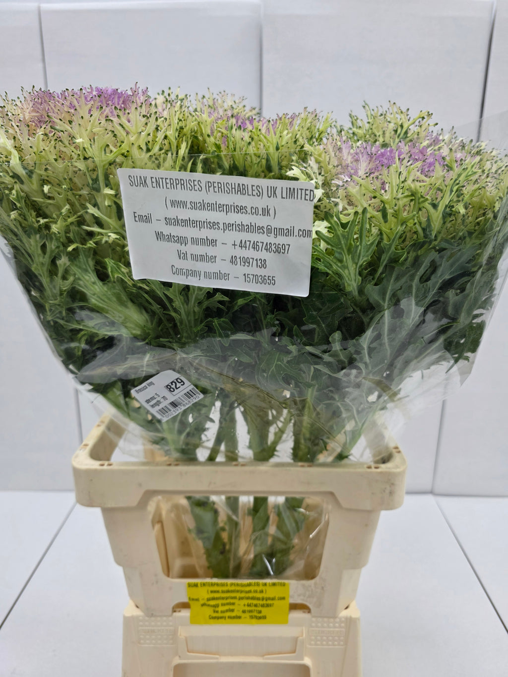 Farm Fresh Brassica King (Bunch of 10 stems, Length 70cm)