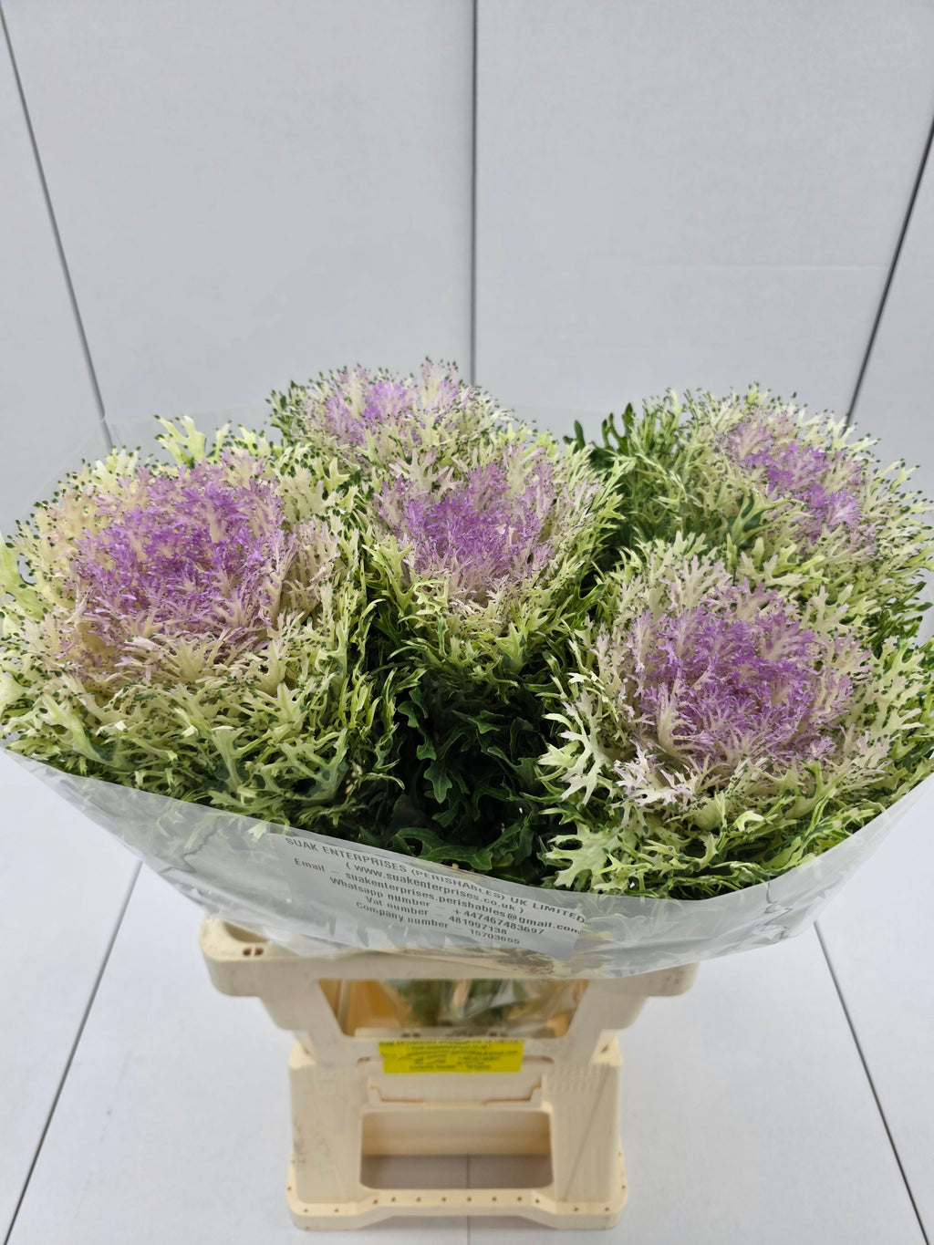 Farm Fresh Brassica King (Bunch of 10 stems, Length 70cm)