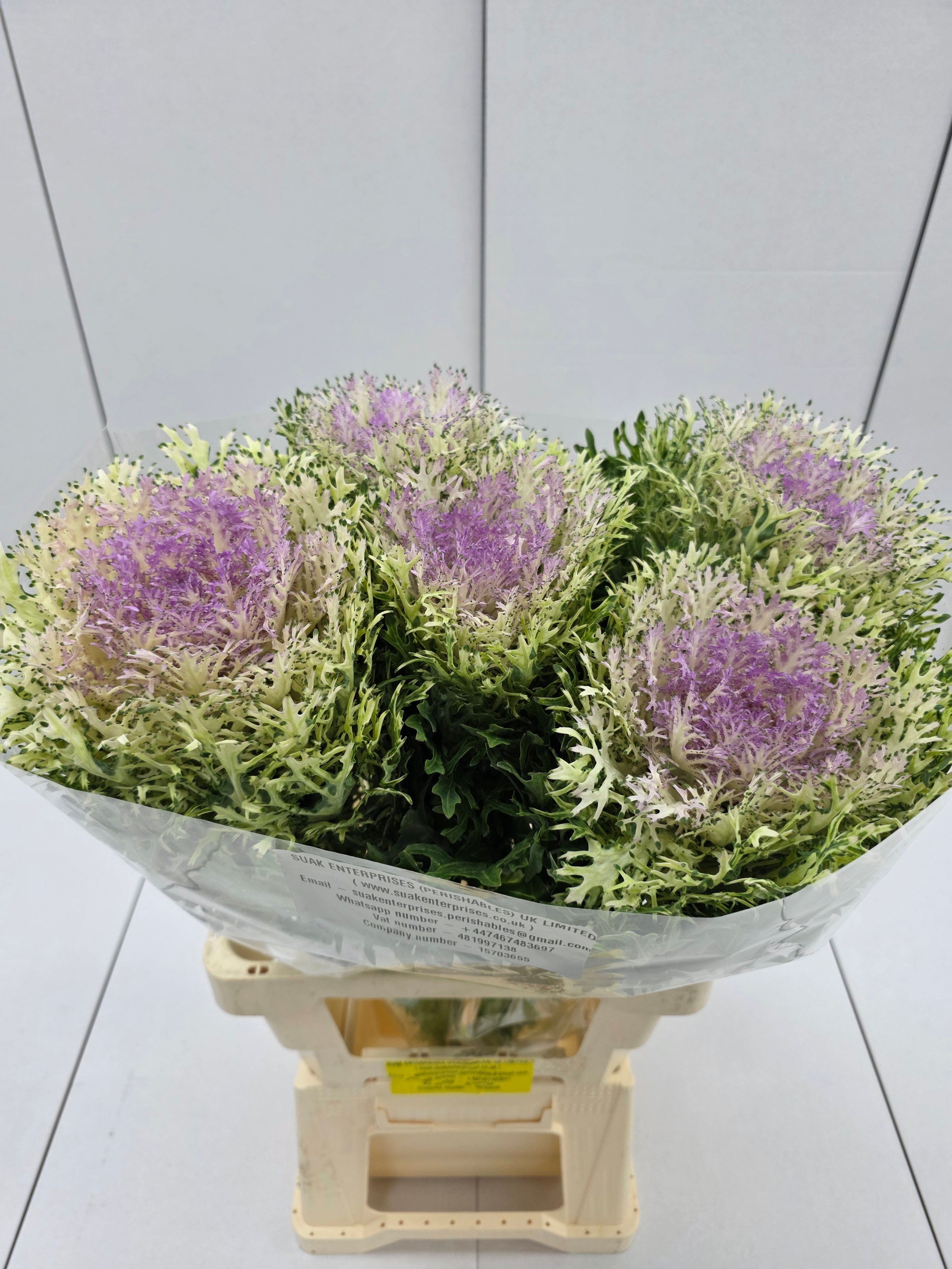 Farm Fresh Brassica King (Bunch of 10 stems, Length 70cm)