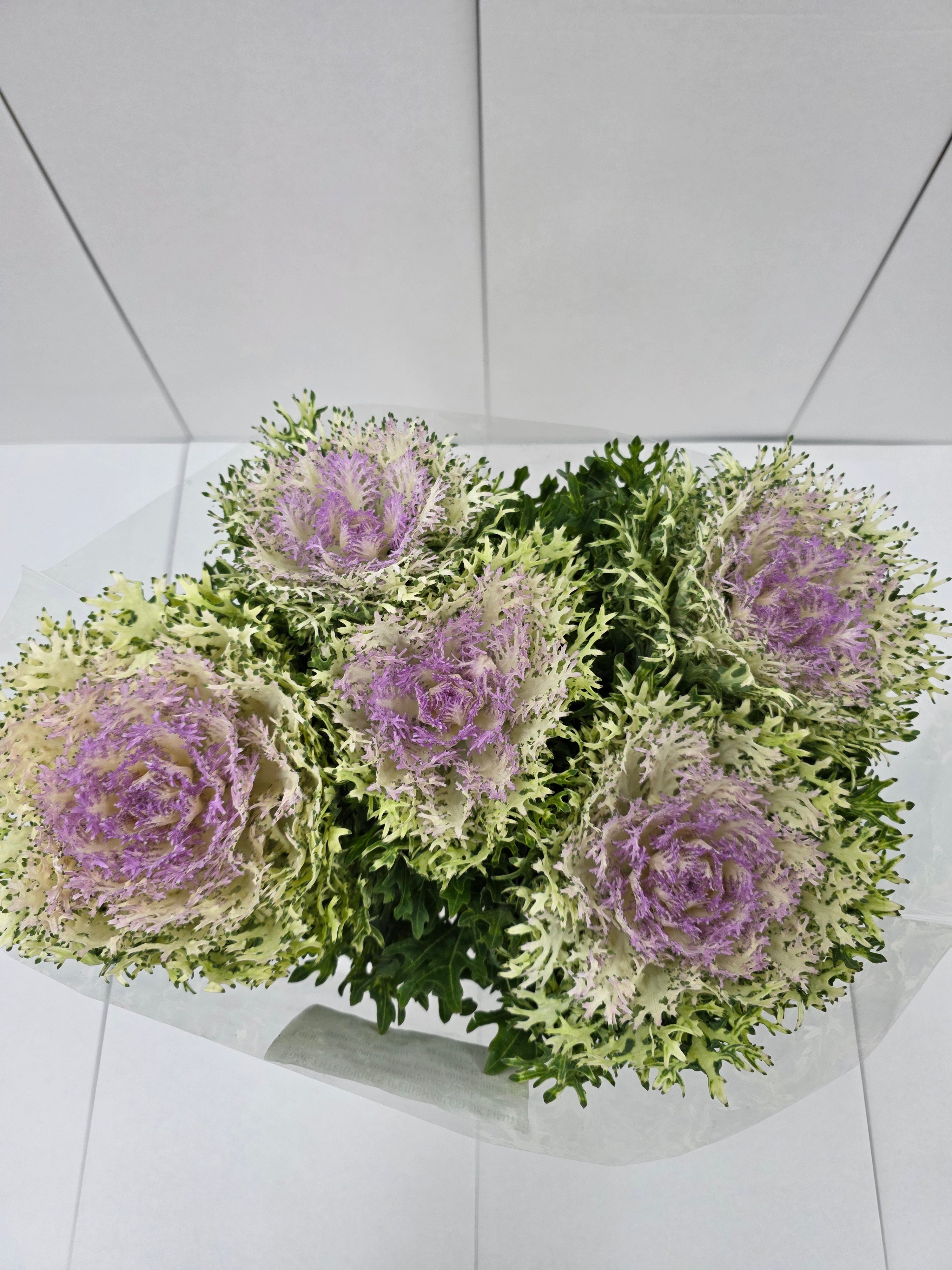 Farm Fresh Brassica King (Bunch of 10 stems, Length 70cm)