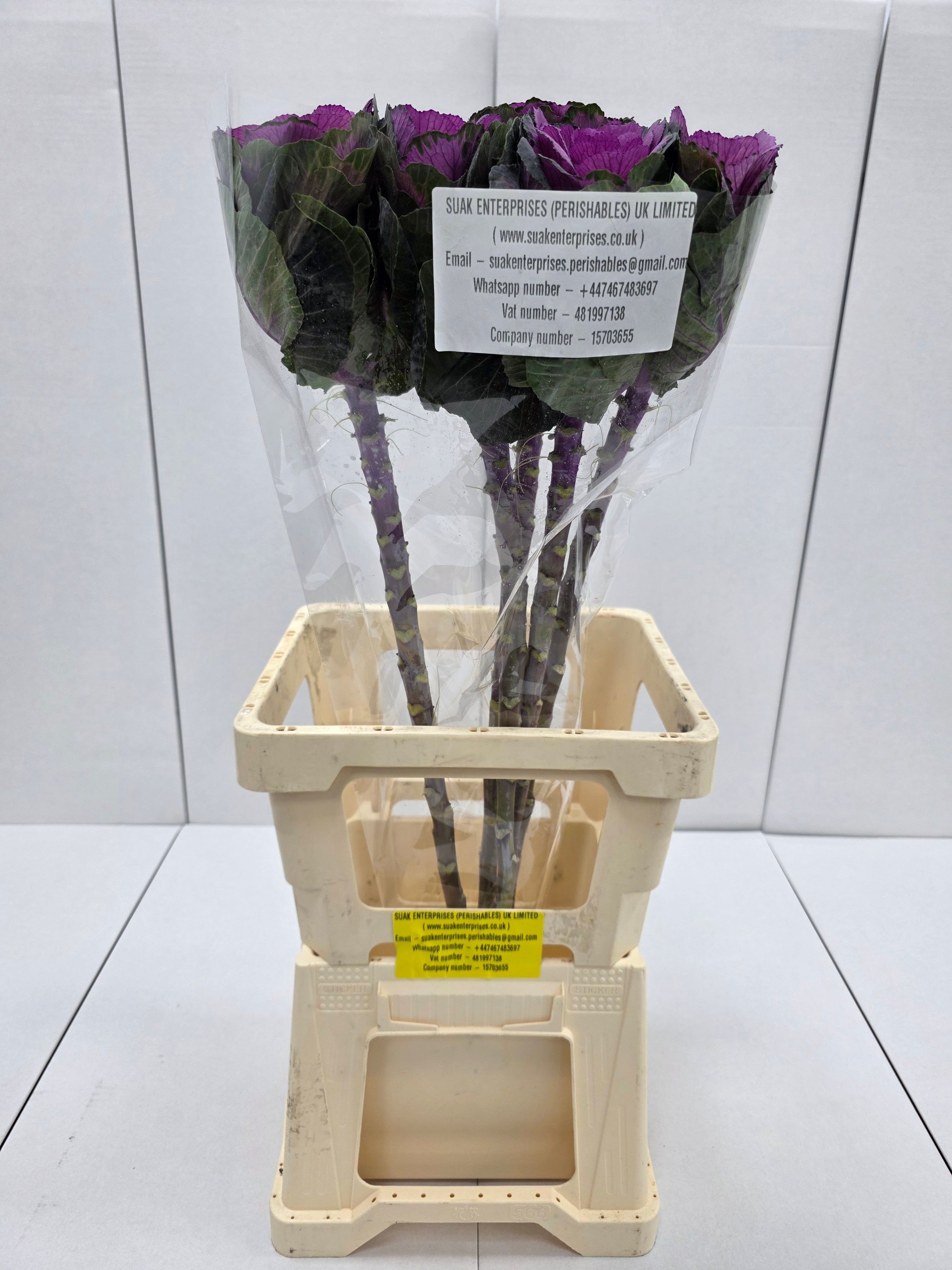 Farm Fresh Brassica Red Crane( Bunch of 10 stems, Length 60cm)