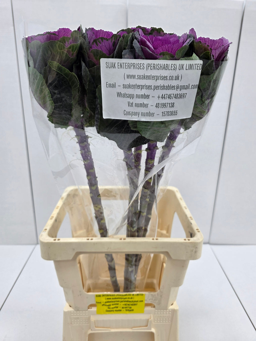 Farm Fresh Brassica Red Crane( Bunch of 10 stems, Length 60cm)