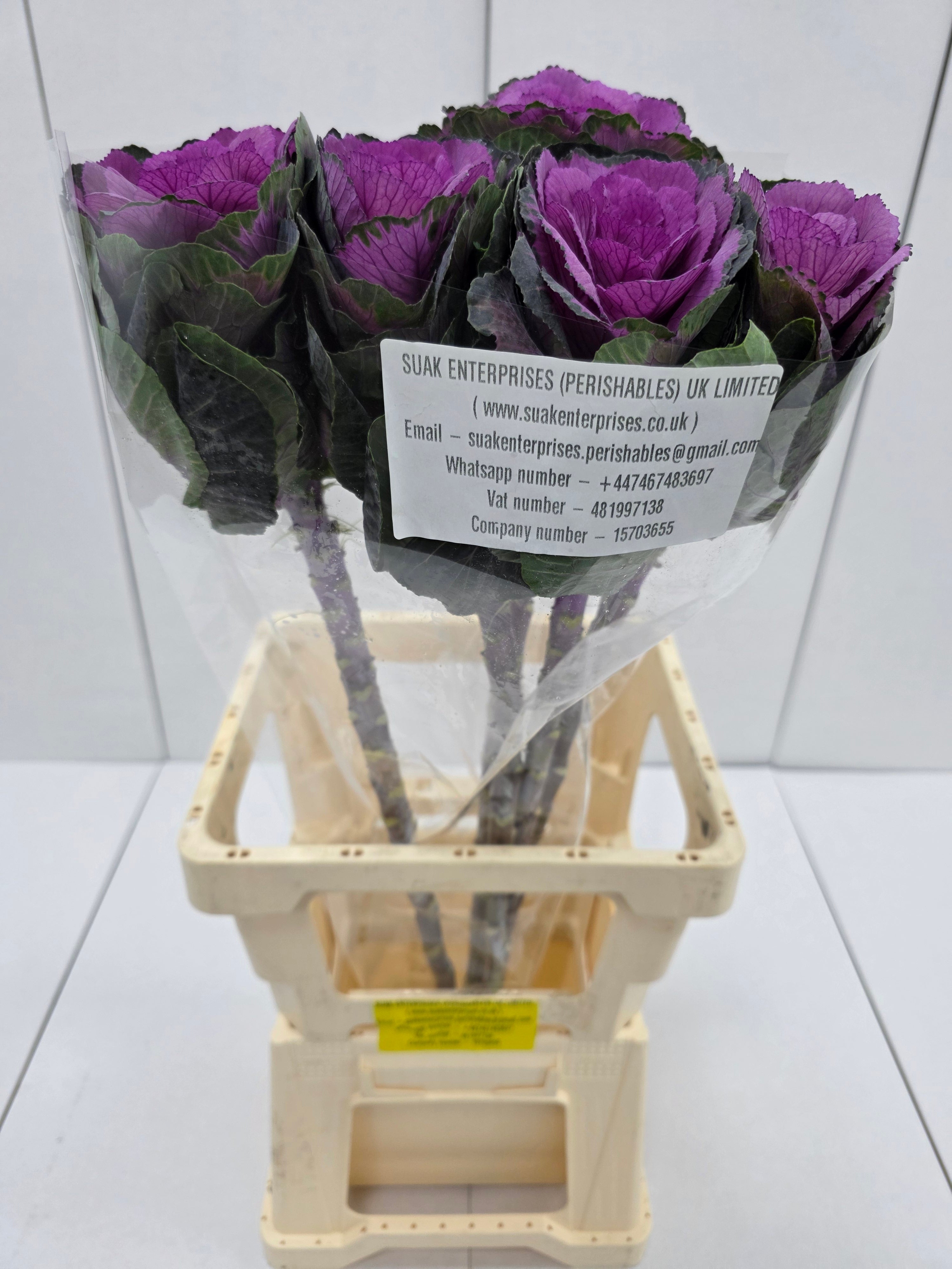 Farm Fresh Brassica Red Crane( Bunch of 10 stems, Length 60cm)