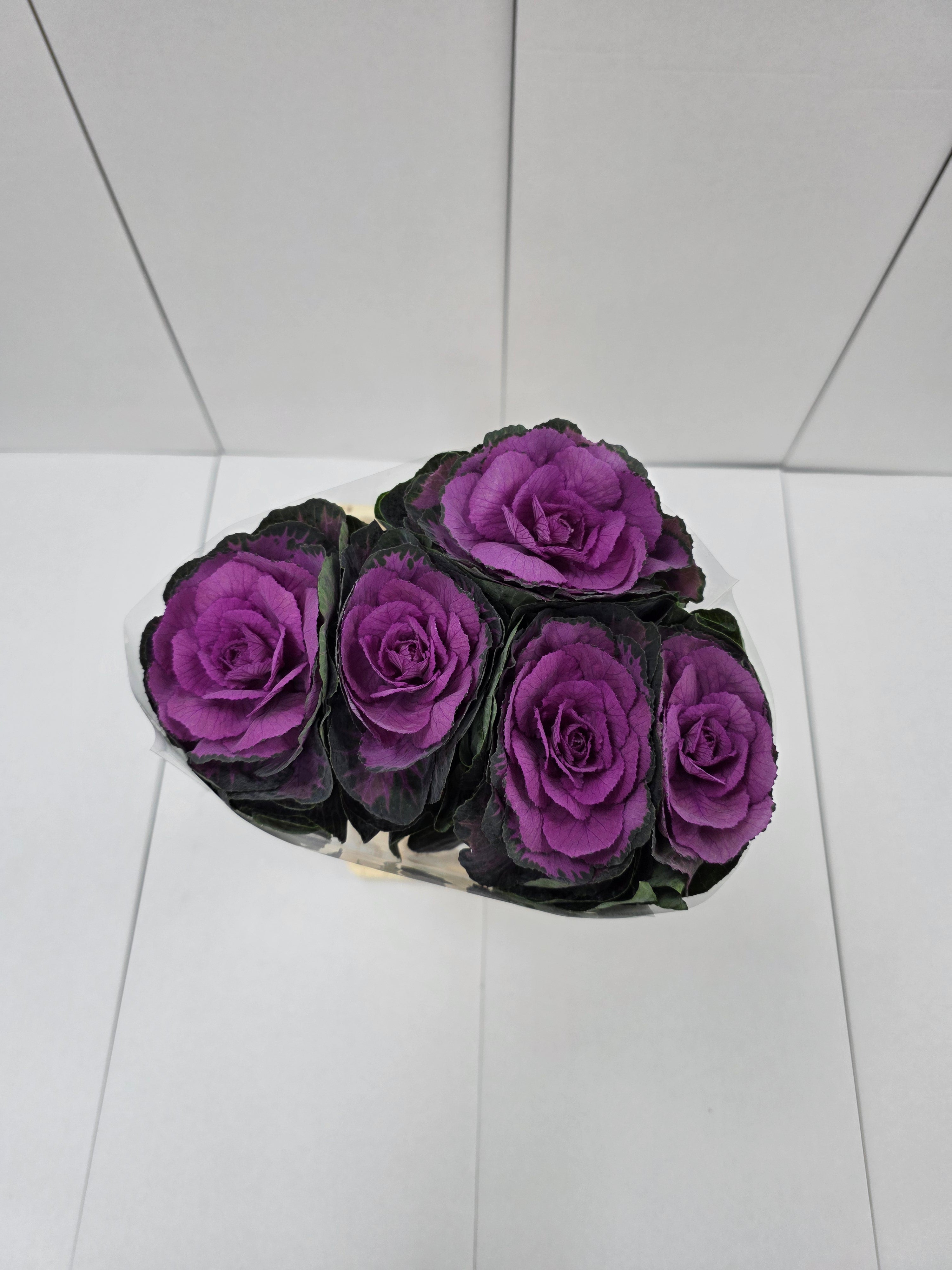 Farm Fresh Brassica Red Crane( Bunch of 10 stems, Length 60cm)