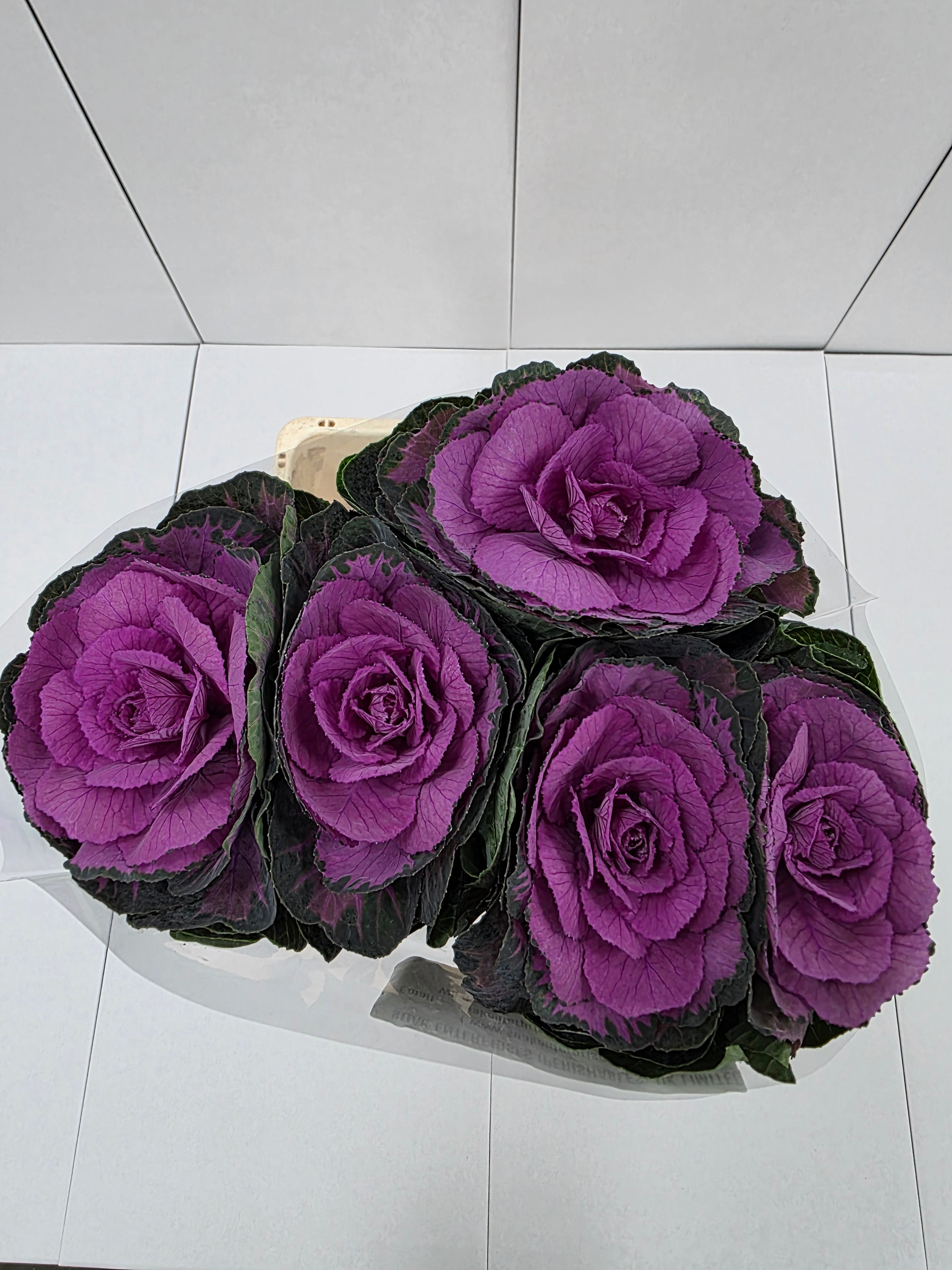 Farm Fresh Brassica Red Crane( Bunch of 10 stems, Length 60cm)