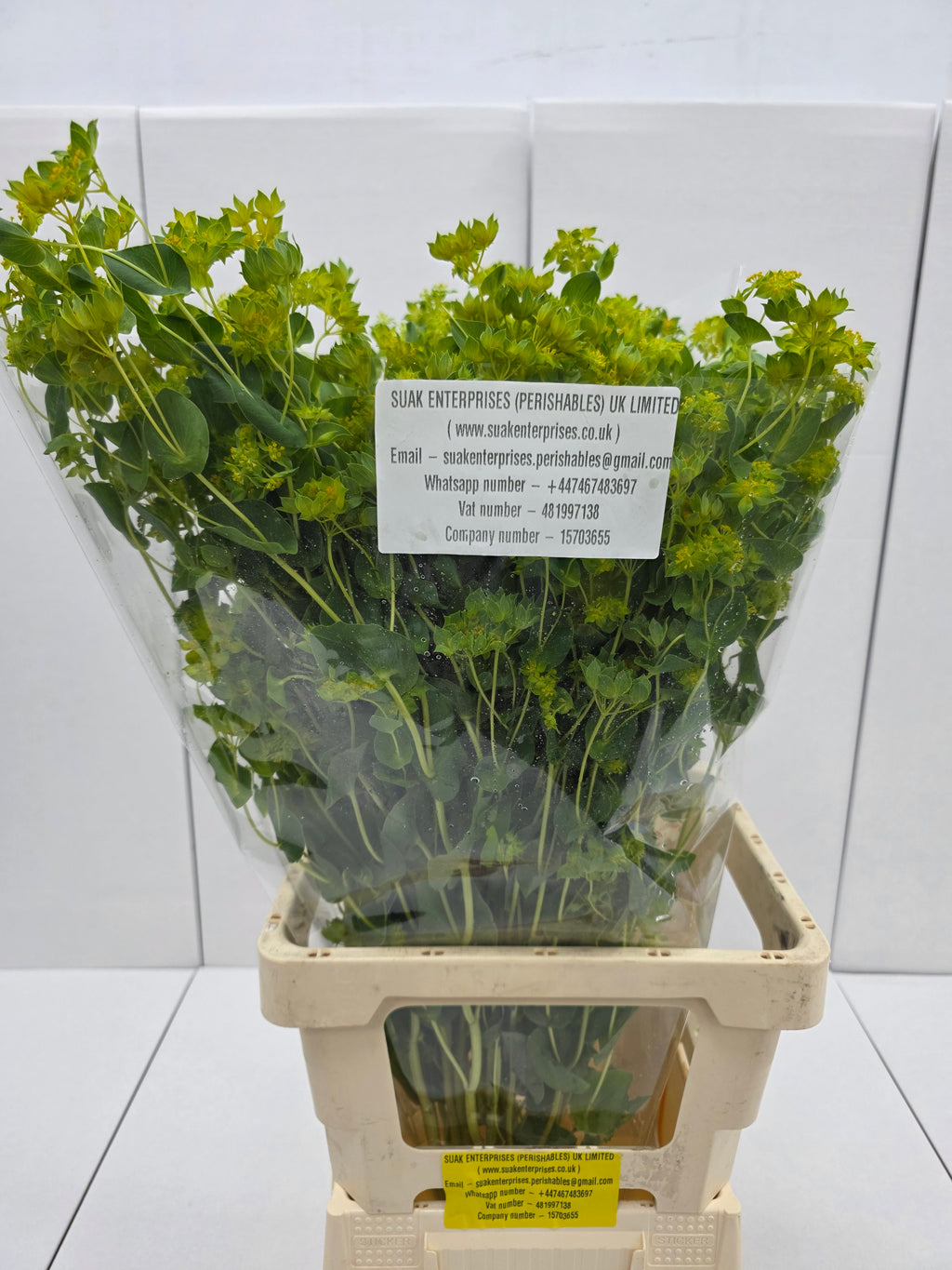 Farm Fresh Bupleurum Griffithii (Bunch of 25 stems, Length 70cm)