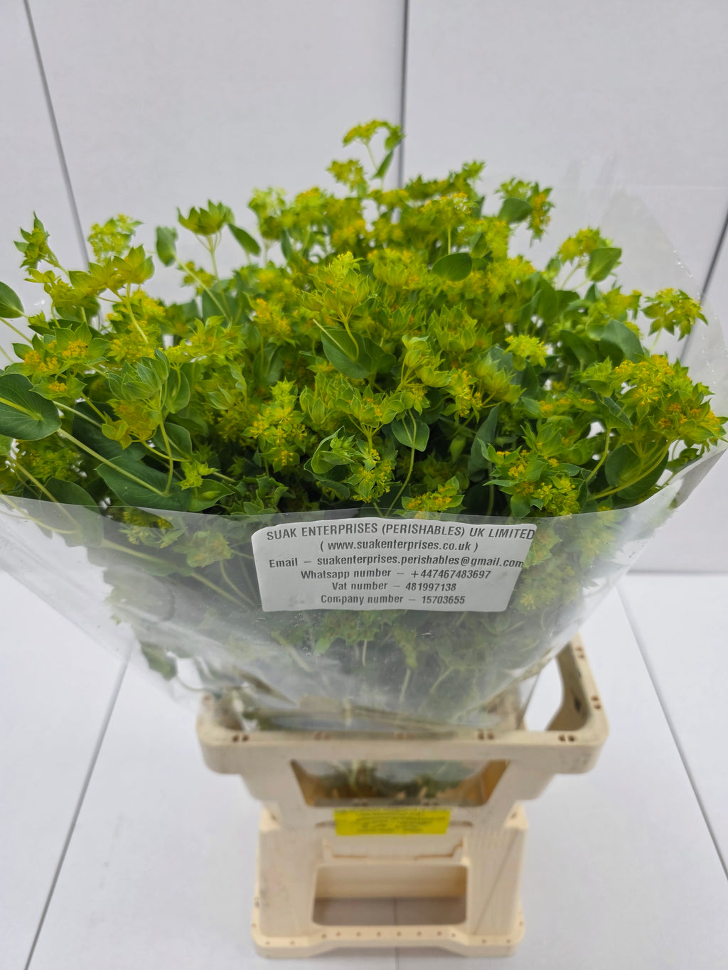 Farm Fresh Bupleurum Griffithii (Bunch of 25 stems, Length 70cm)