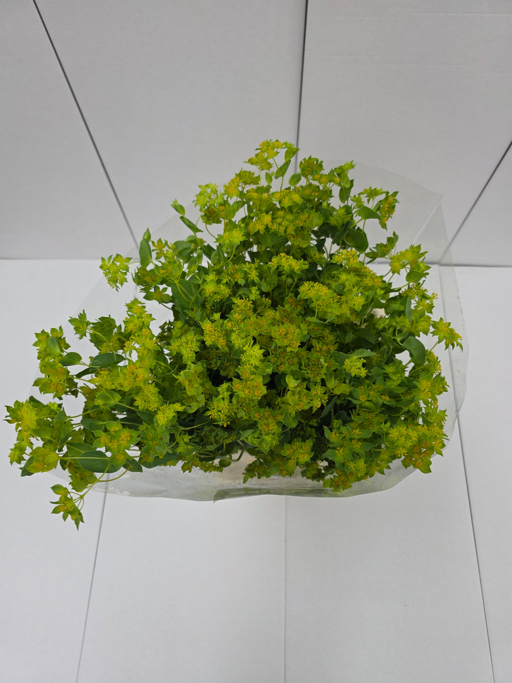 Farm Fresh Bupleurum Griffithii (Bunch of 25 stems, Length 70cm)