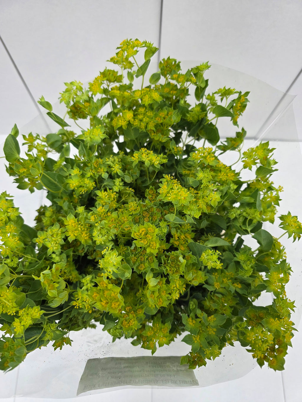 Farm Fresh Bupleurum Griffithii (Bunch of 25 stems, Length 70cm)