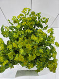 Farm Fresh Bupleurum Griffithii (Bunch of 25 stems, Length 70cm)