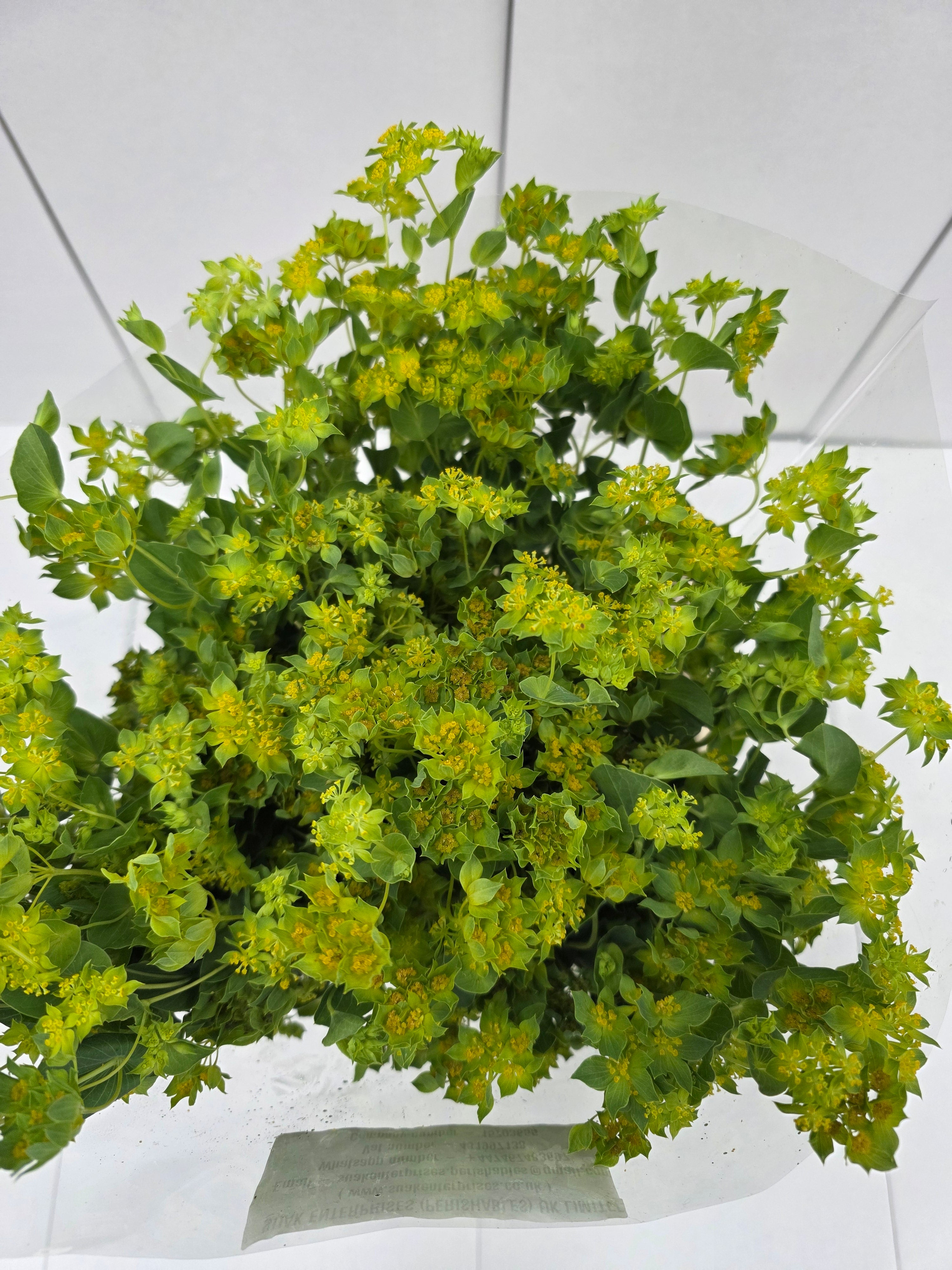 Farm Fresh Bupleurum Griffithii (Bunch of 25 stems, Length 70cm)