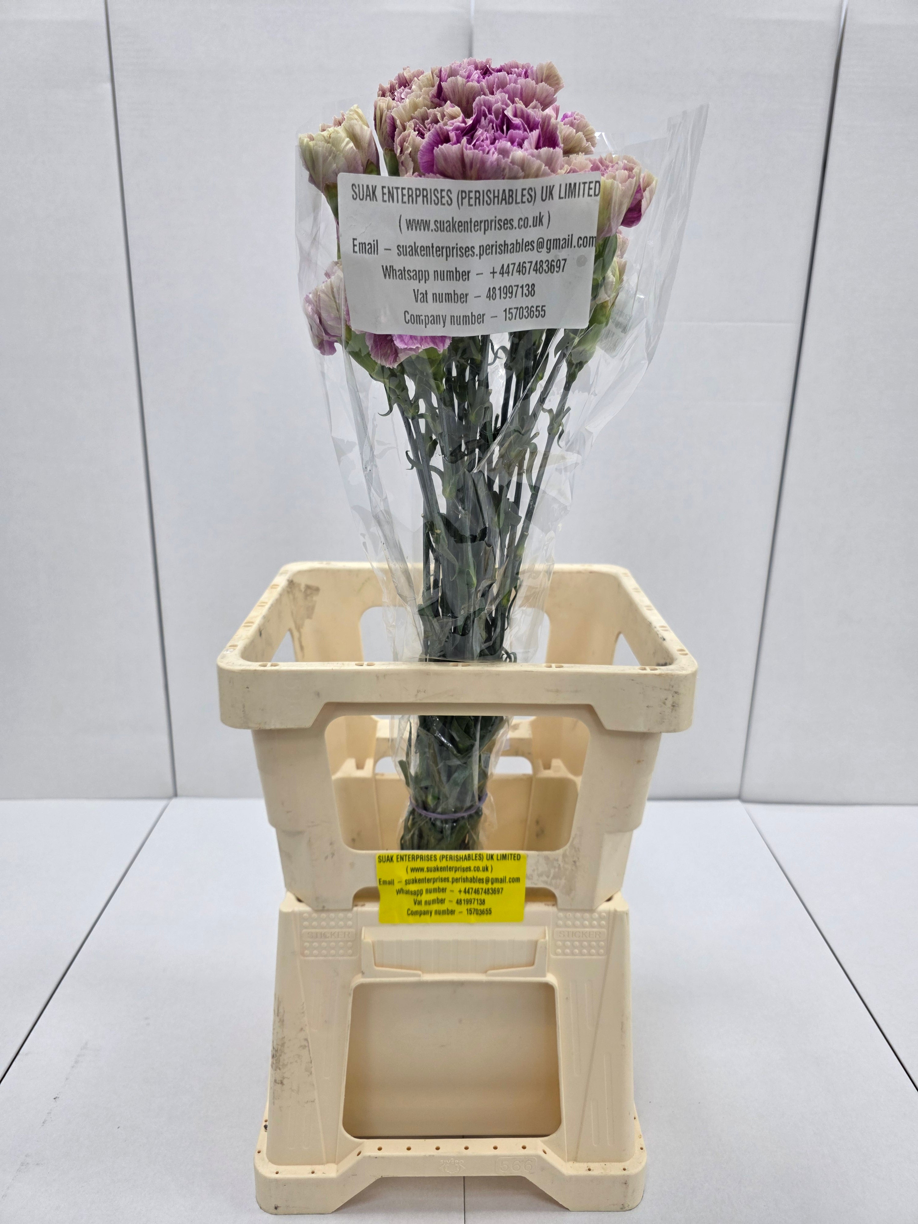 Farm Fresh Carnation Antiqua(Bunch of 20units, Length 70cm)