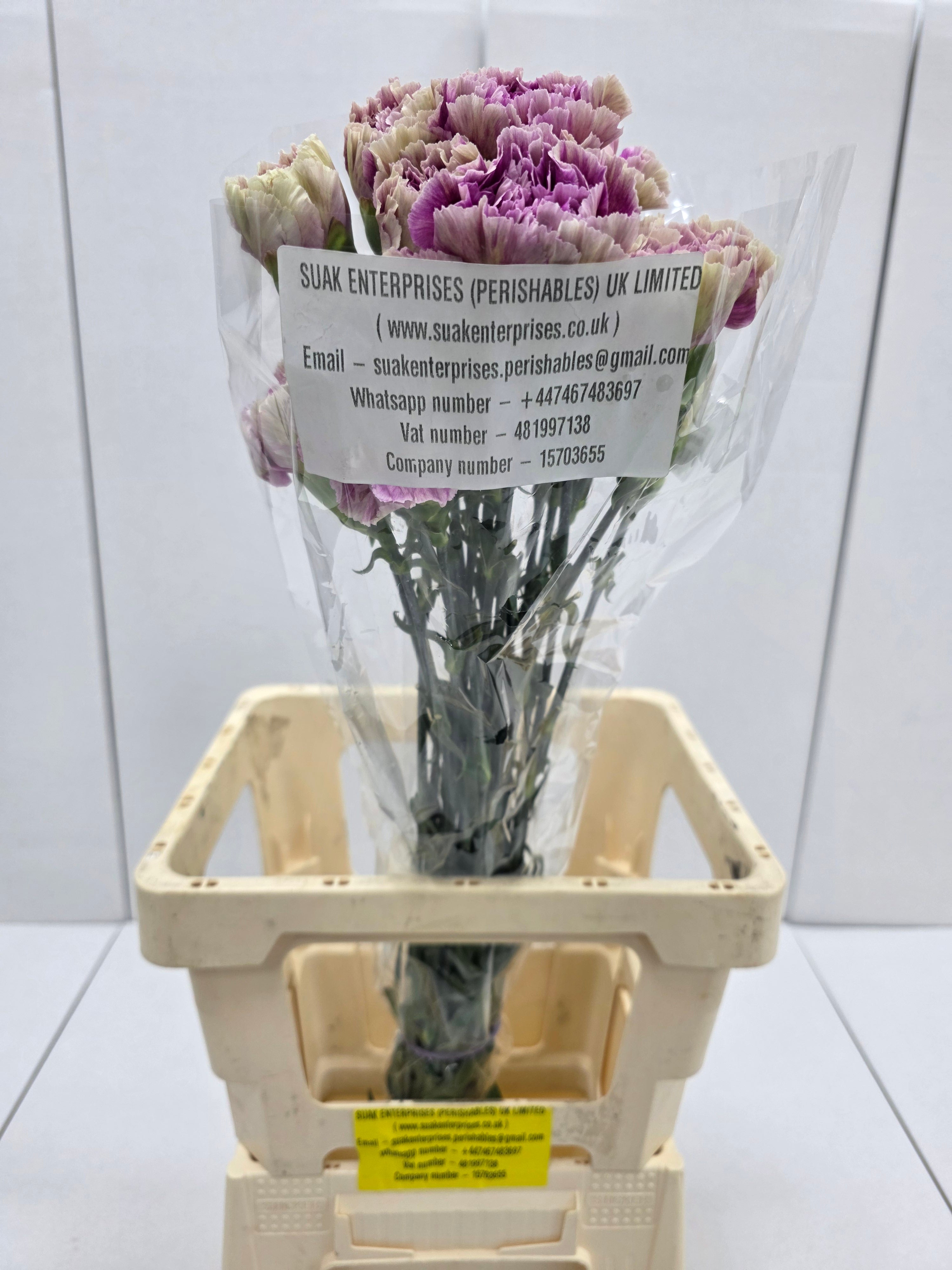 Farm Fresh Carnation Antiqua(Bunch of 20units, Length 70cm)