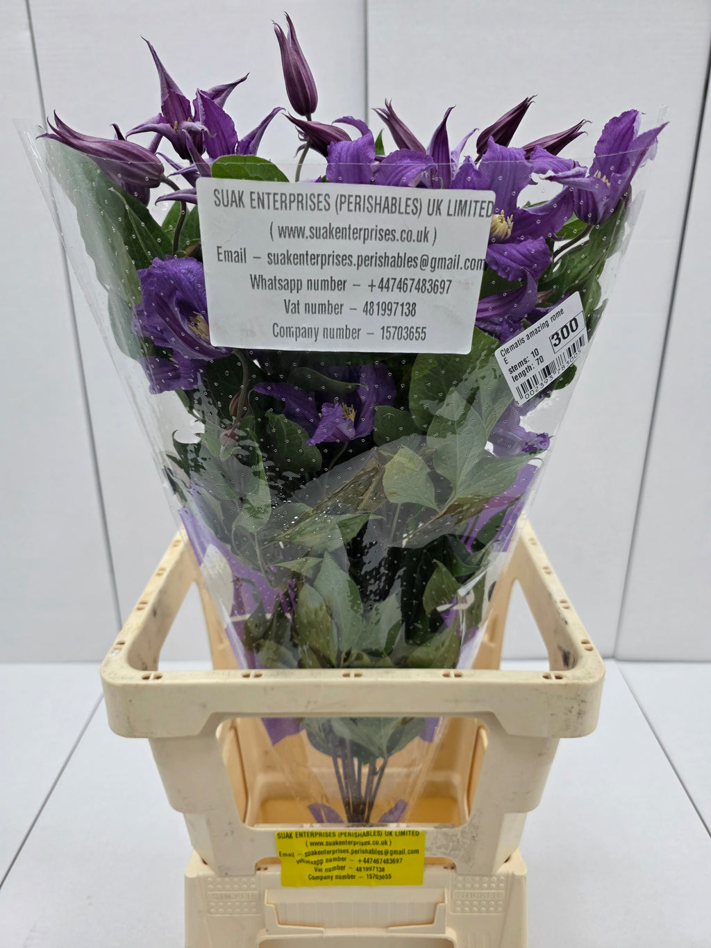 Farm Fresh Clematis Amazing Rome(Bunch of 10 stems, Length 70cm)