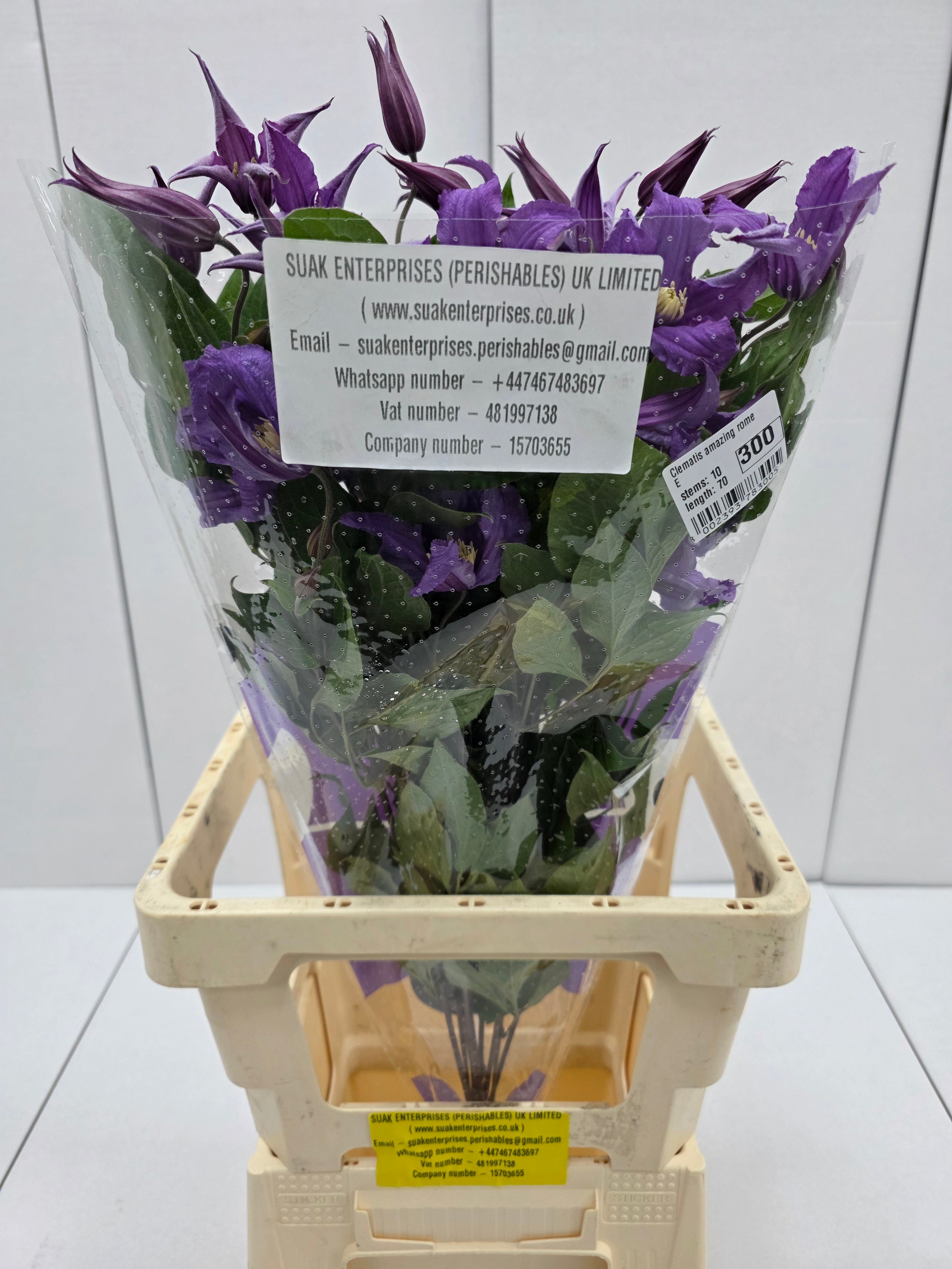 Farm Fresh Clematis Amazing Rome(Bunch of 10 stems, Length 70cm)