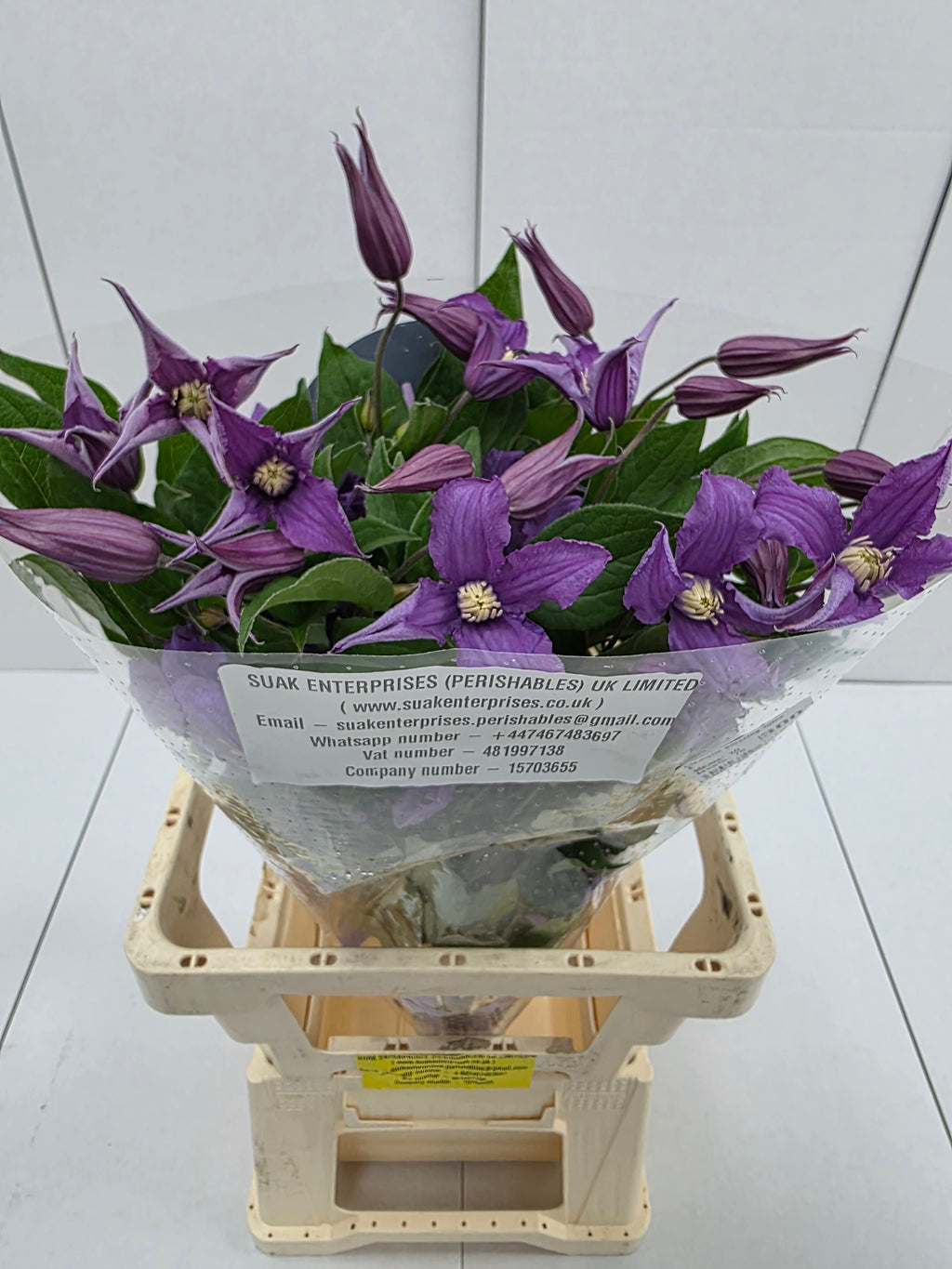 Farm Fresh Clematis Amazing Rome(Bunch of 10 stems, Length 70cm)
