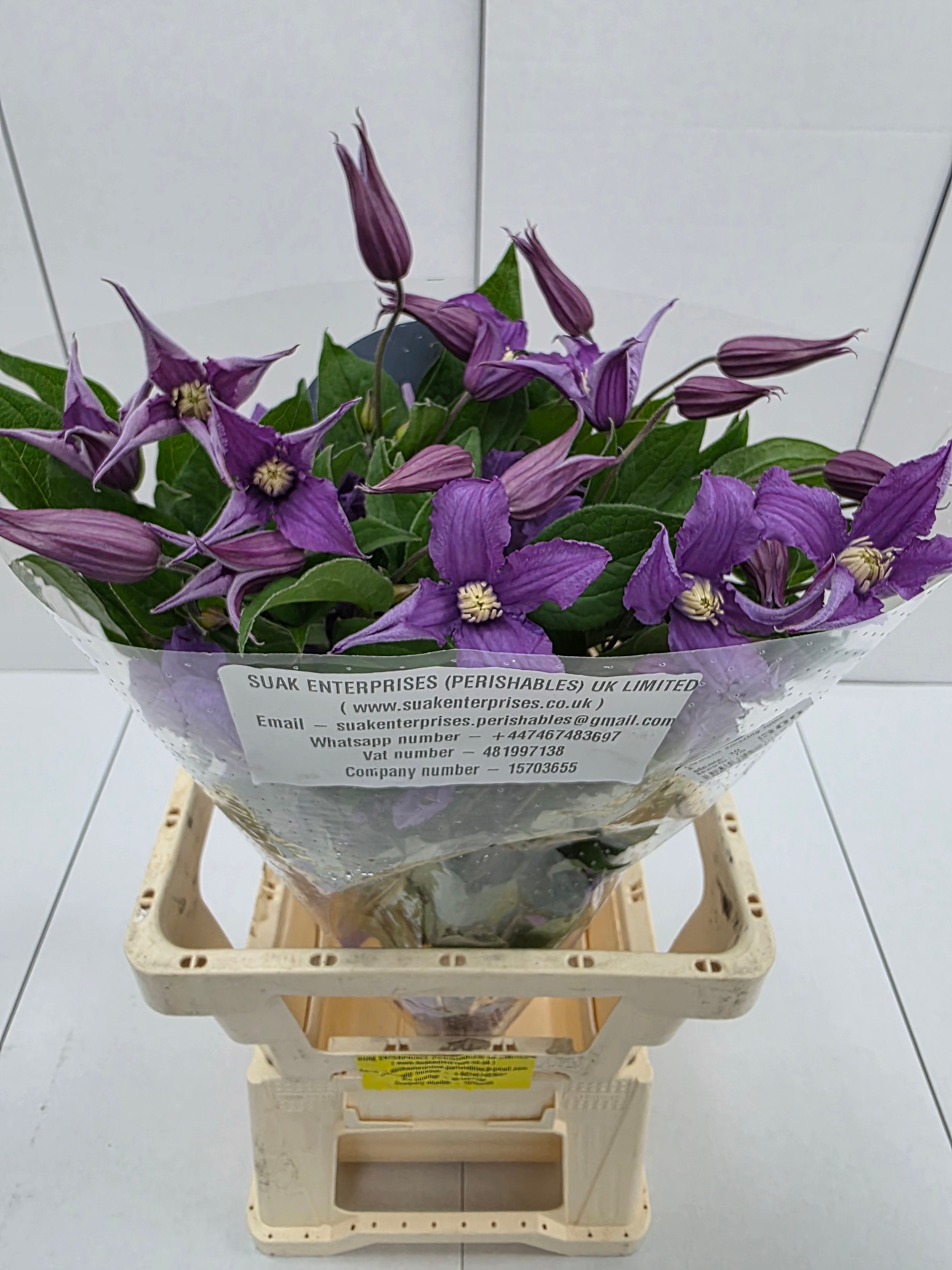 Farm Fresh Clematis Amazing Rome(Bunch of 10 stems, Length 70cm)