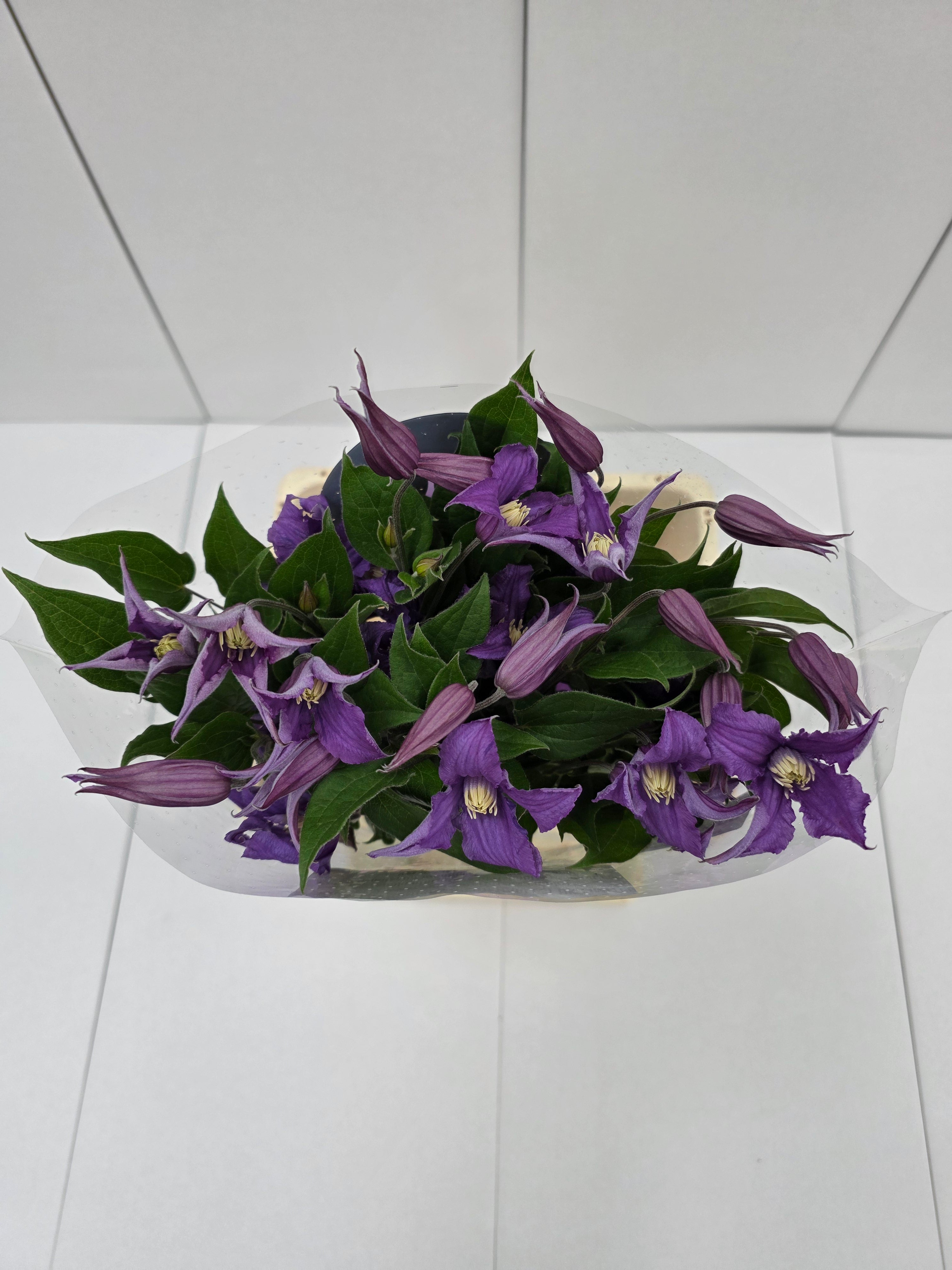 Farm Fresh Clematis Amazing Rome(Bunch of 10 stems, Length 70cm)