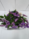 Farm Fresh Clematis Amazing Rome(Bunch of 10 stems, Length 70cm)