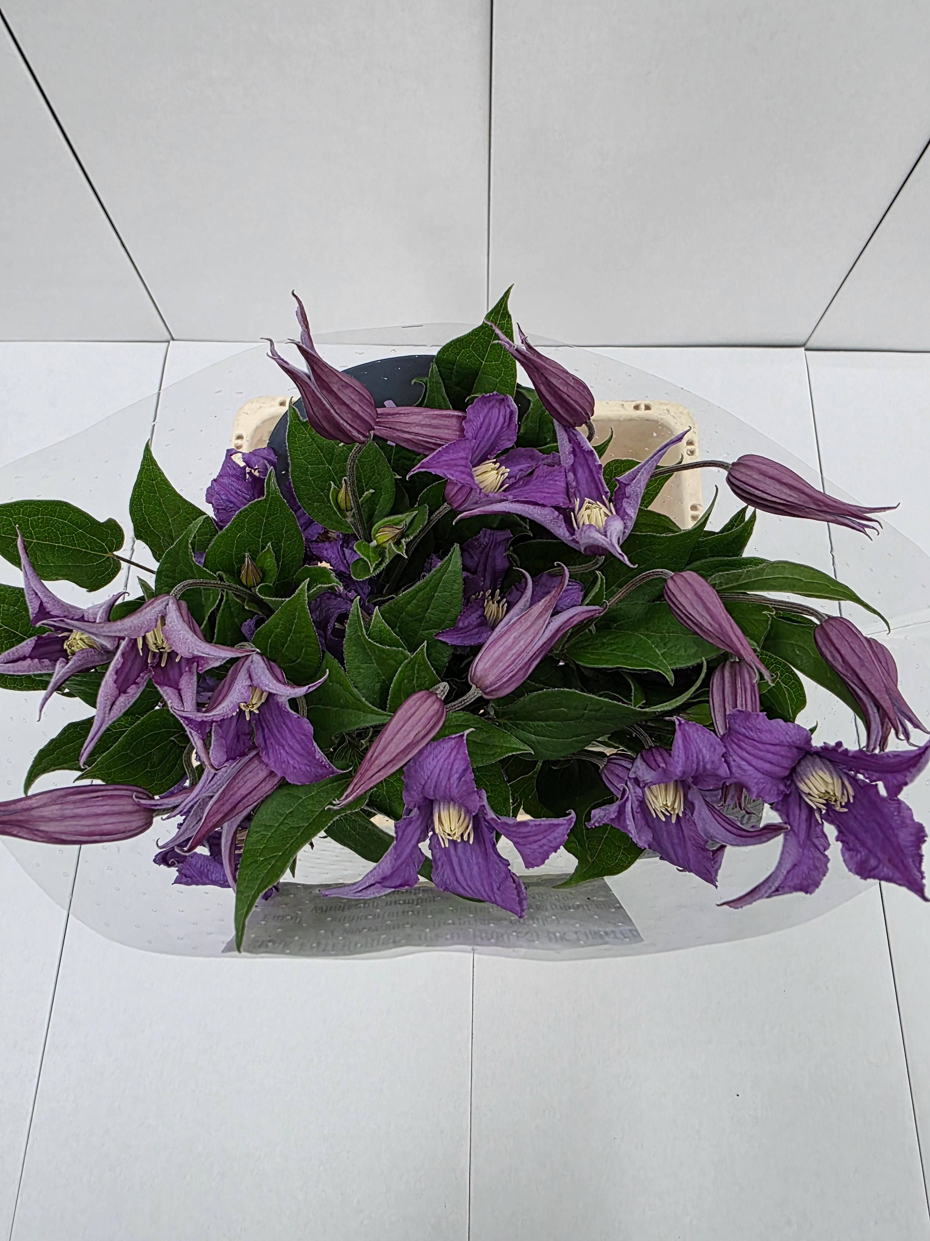 Farm Fresh Clematis Amazing Rome(Bunch of 10 stems, Length 70cm)