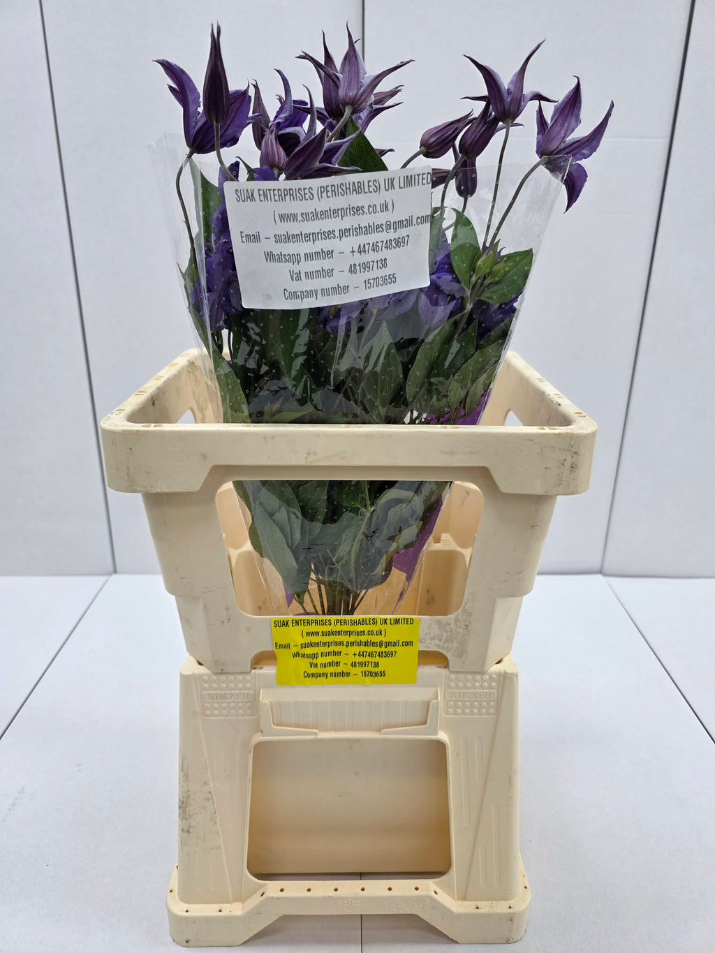 Farm Fresh Clematis Blue Piroutte(Bunch of 10 stems, Length 60cm)