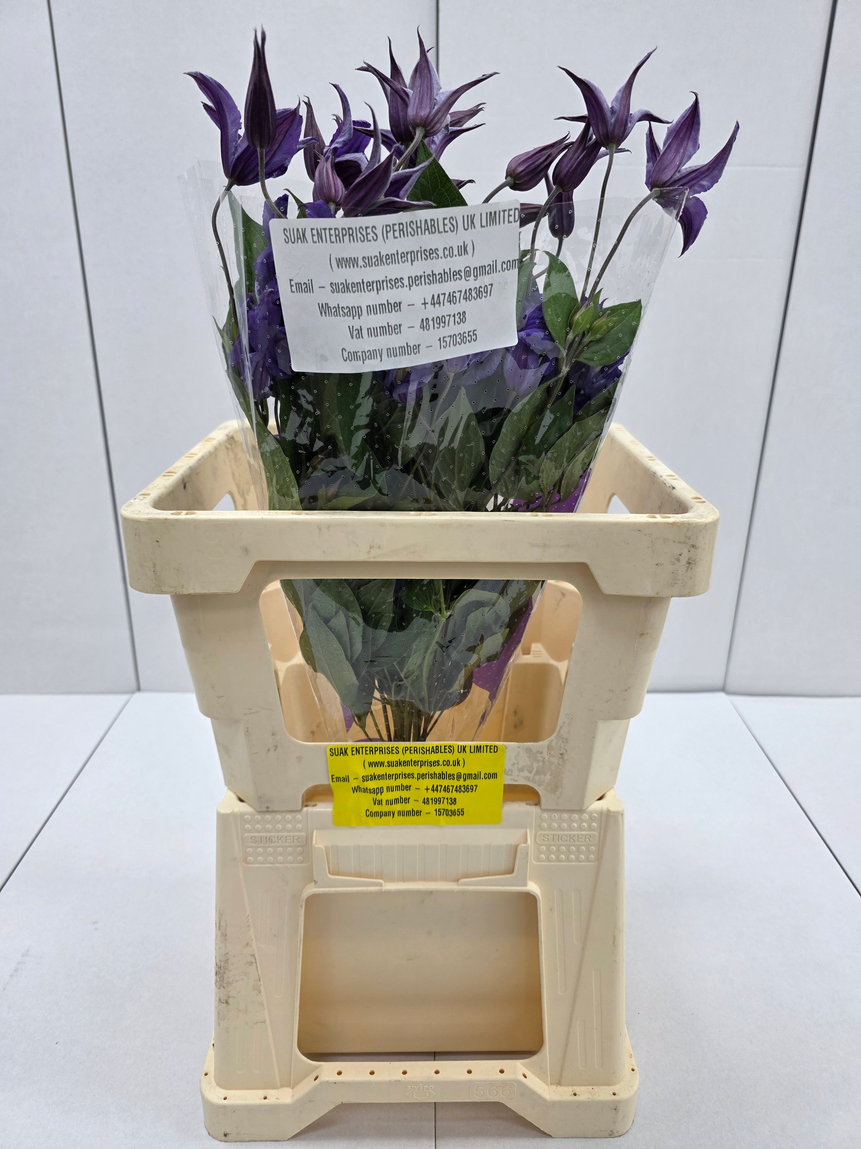Farm Fresh Clematis Blue Piroutte(Bunch of 10 stems, Length 60cm)